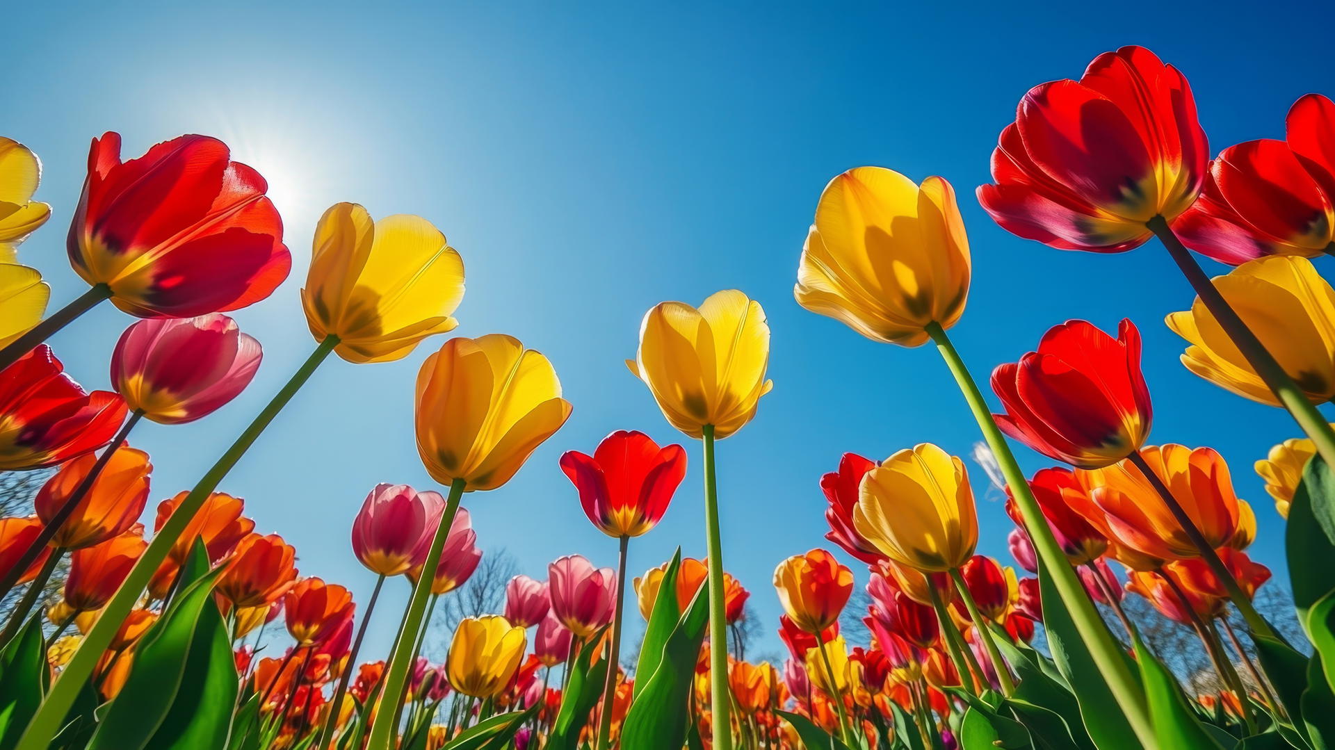 Flower nature wallpaper of colorful tulip garden in spring under a blue sky