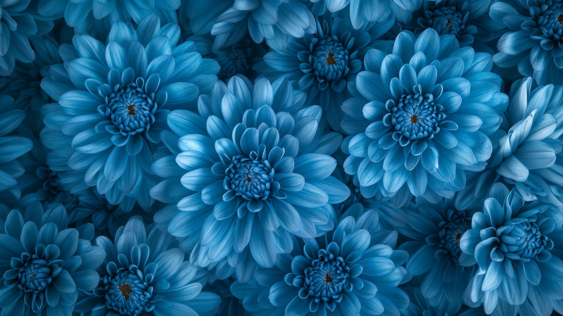 blue flower wallpaper featuring blue chrysanthemums in full bloom