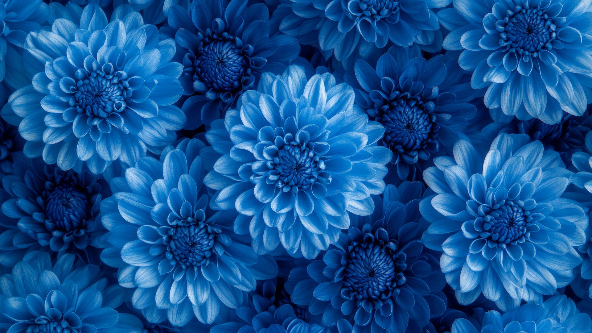 blue flower wallpaper with vibrant blue chrysanthemums in full bloom