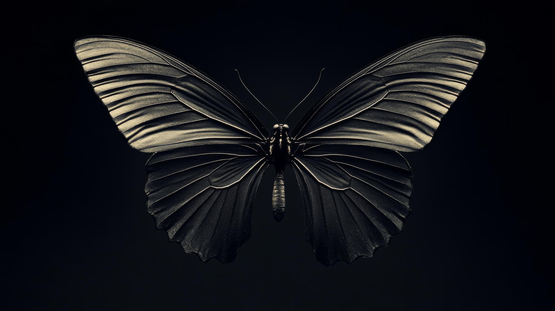 aesthetic black wallpaper with a minimalist black butterfly and delicate wings