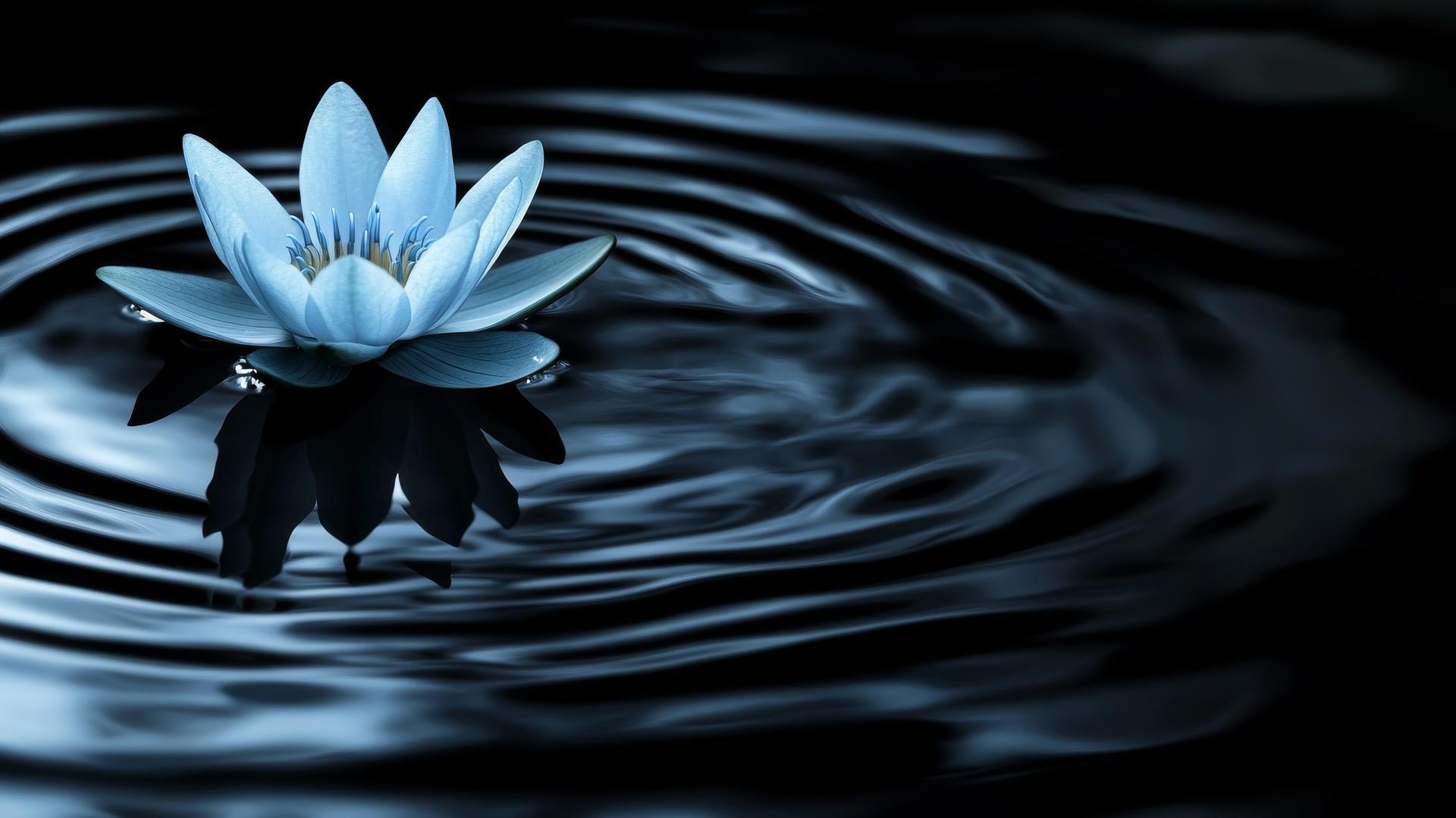 black and blue wallpaper with a single blue lotus flower on calm black water