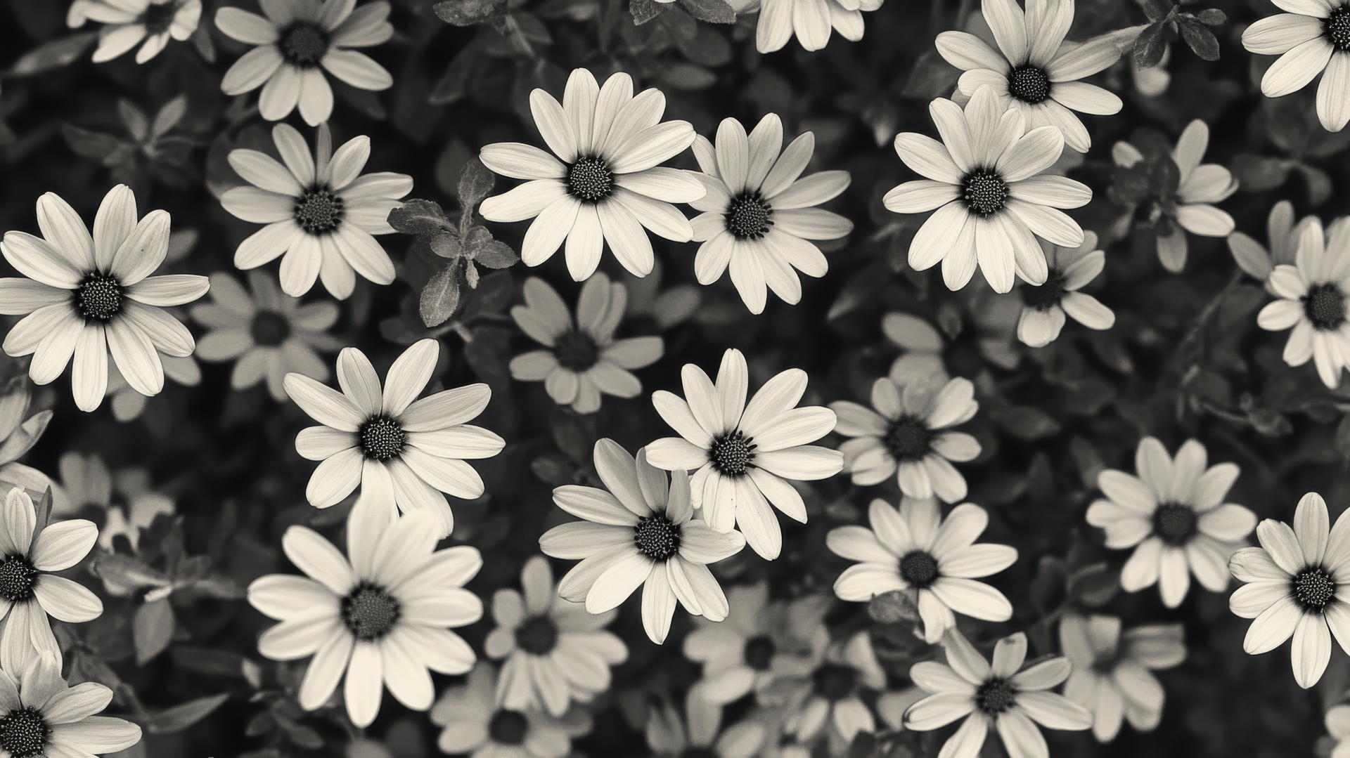 black and white floral wallpaper with whimsical daisies on a soft background