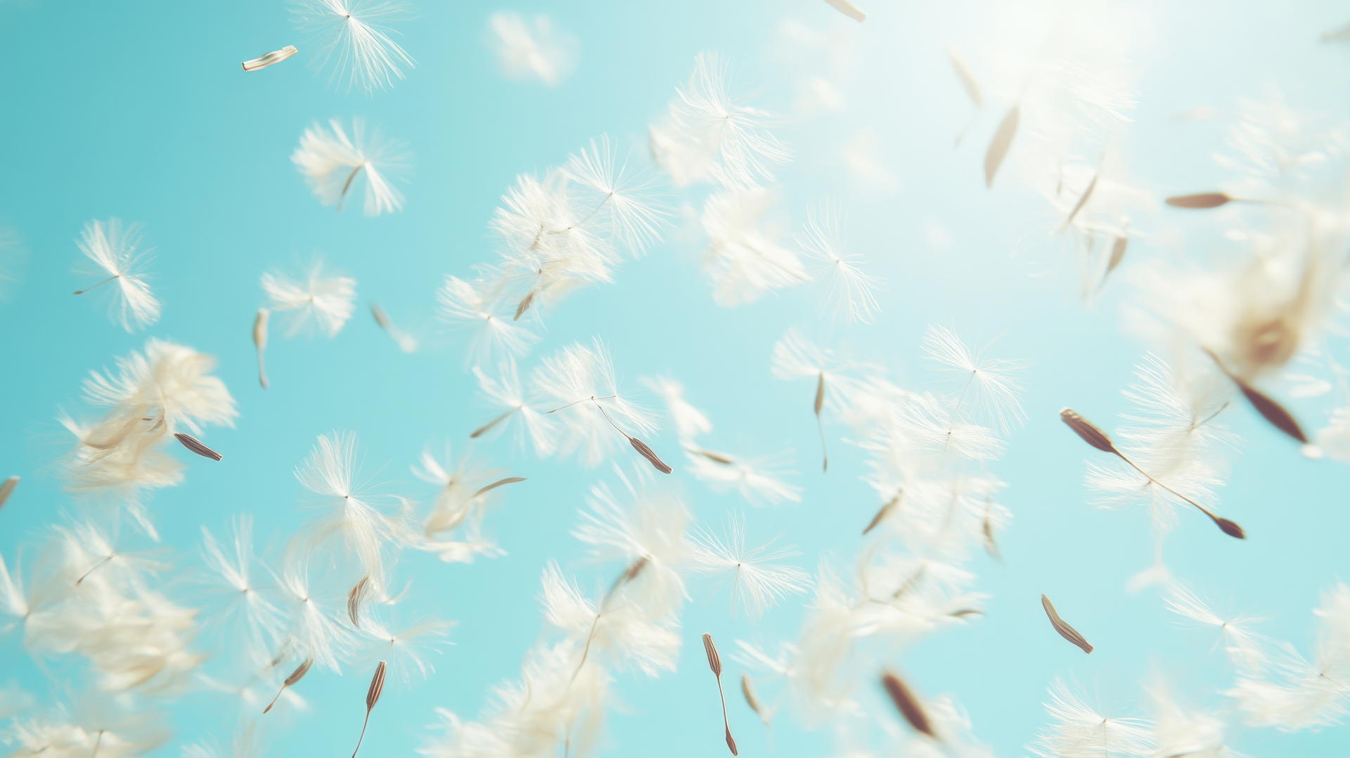 light blue wallpaper with dandelion seeds blowing in the wind