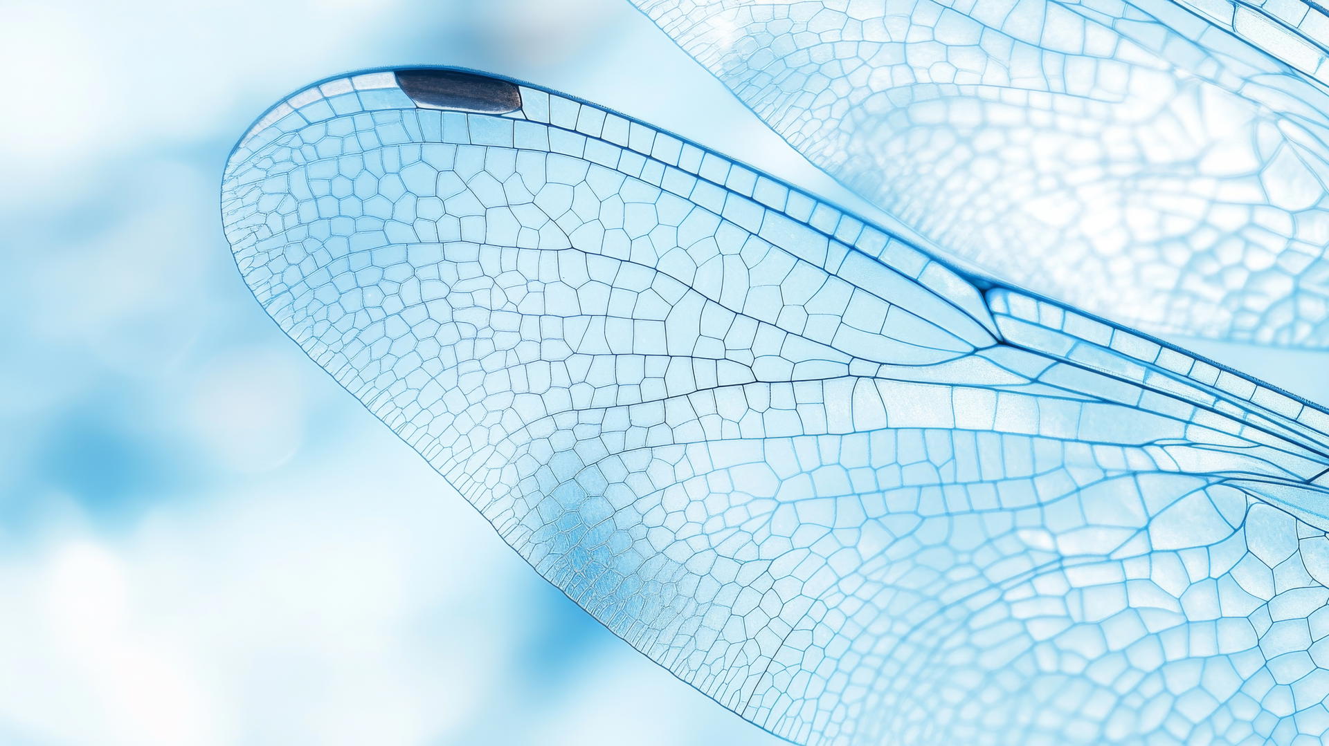 Translucent dragonfly wings with intricate patterns shimmer in blue shades, against soft blue. wallpaper blue.