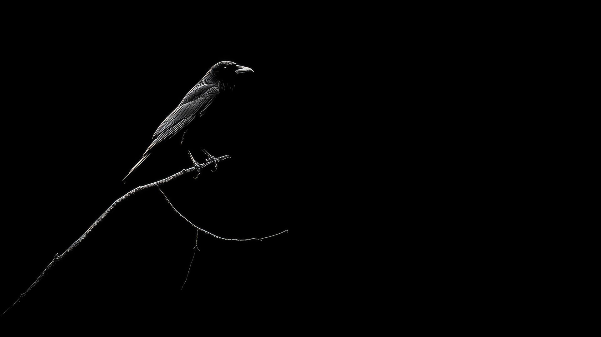 aesthetic wallpaper black, crow silhouette on branch against pitch-black sky