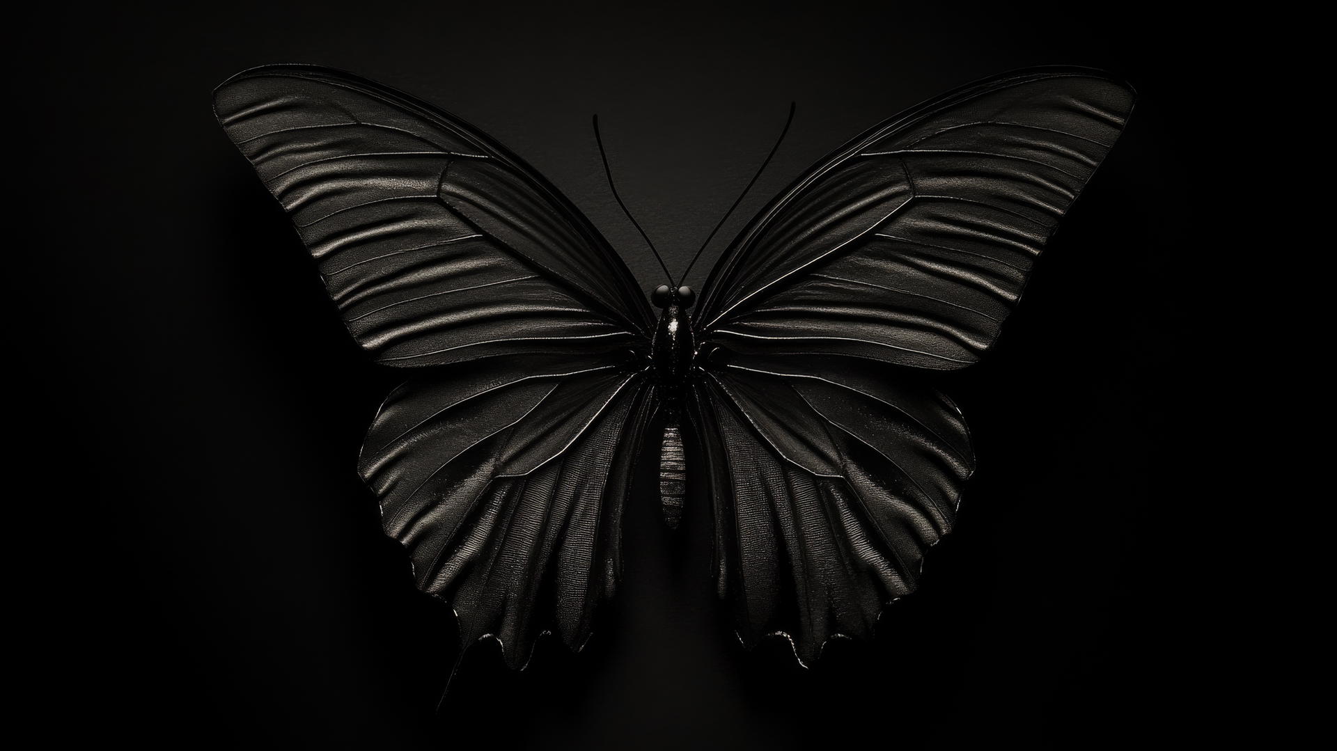aesthetic black wallpaper of a minimalist black butterfly with delicate wings on black background