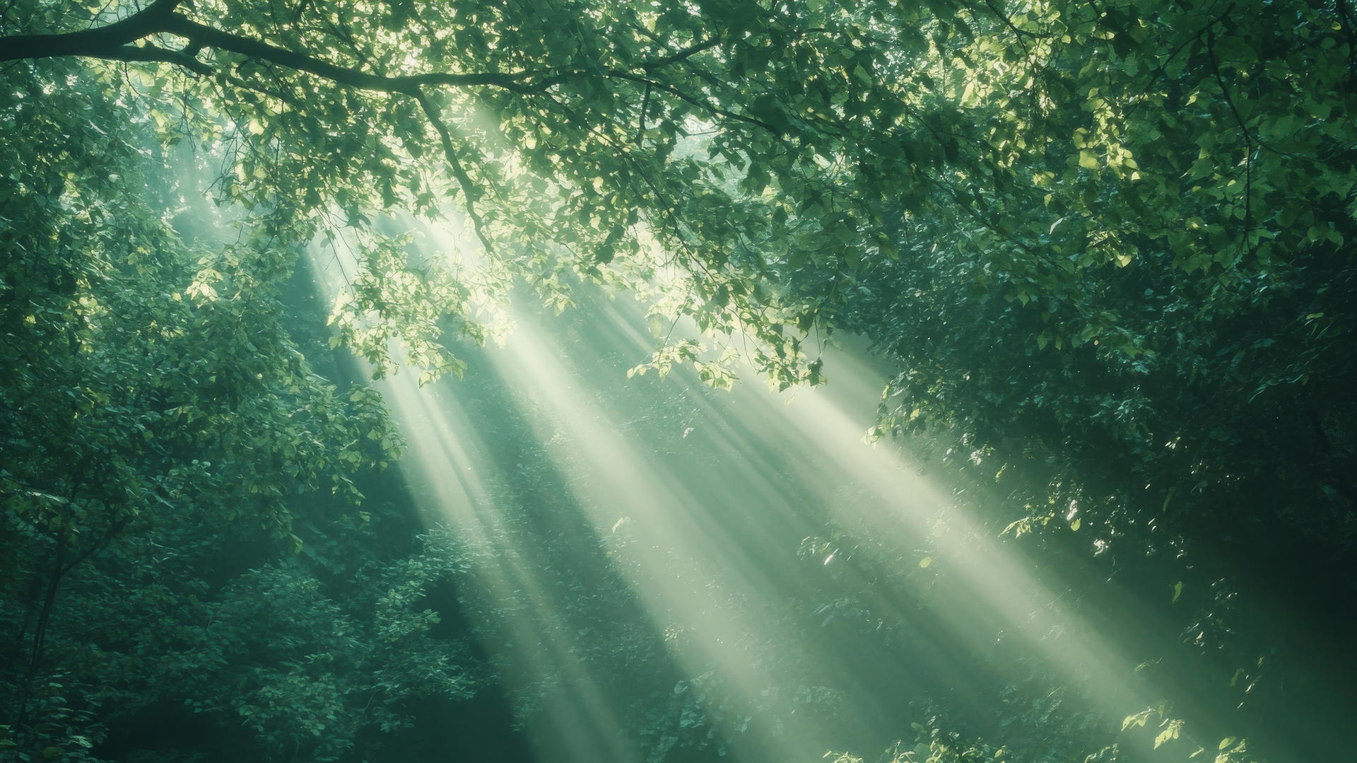 Aesthetic green wallpaper with sunlight filtering through lush forest