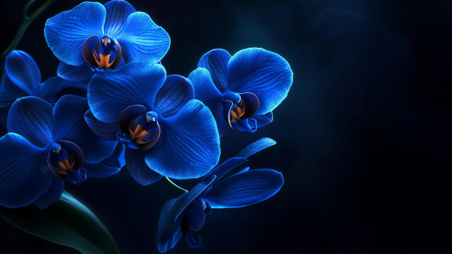 blue flower wallpaper with midnight blue orchids and dark background