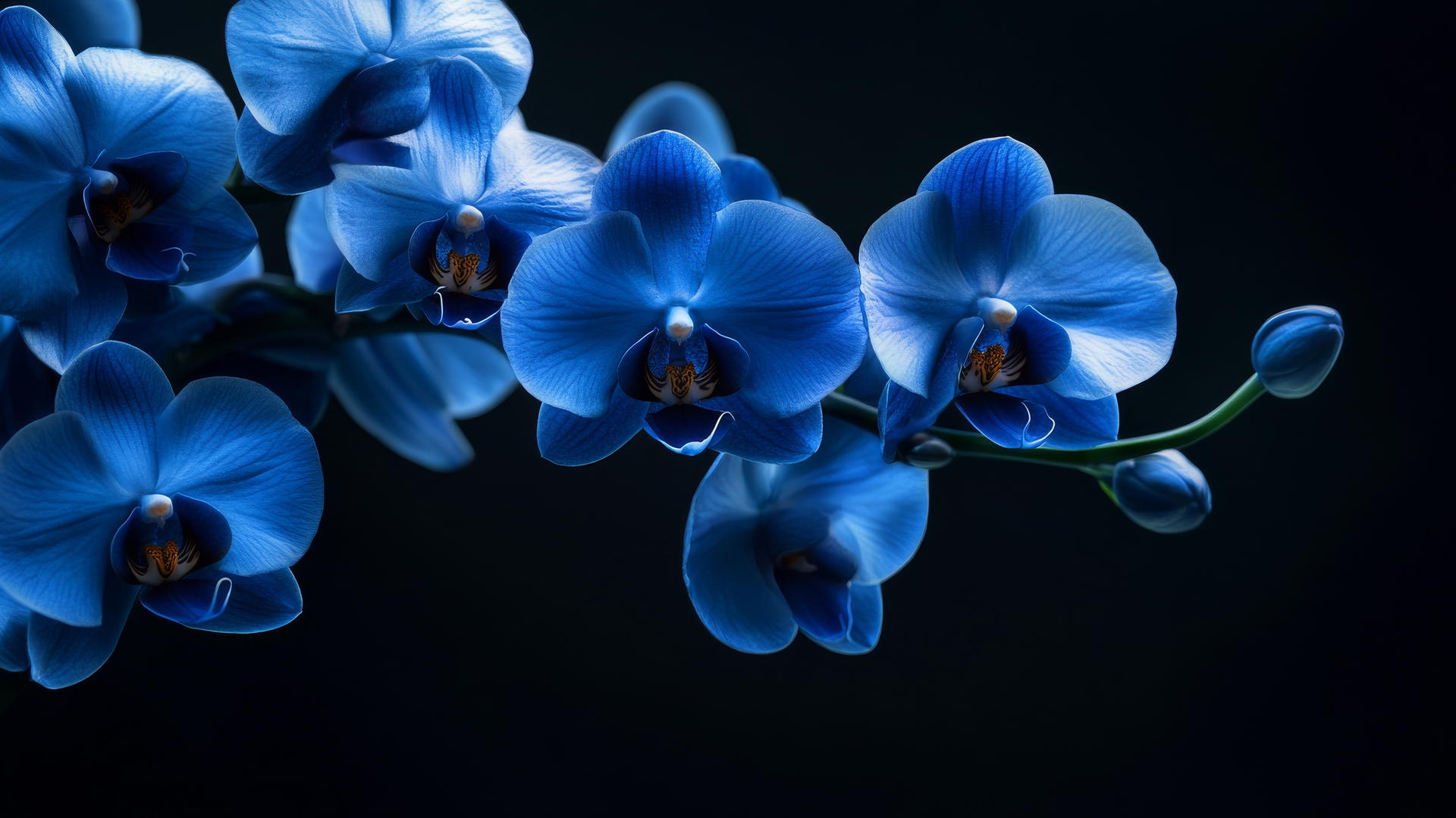 blue flower wallpaper with midnight blue orchids on a dark background