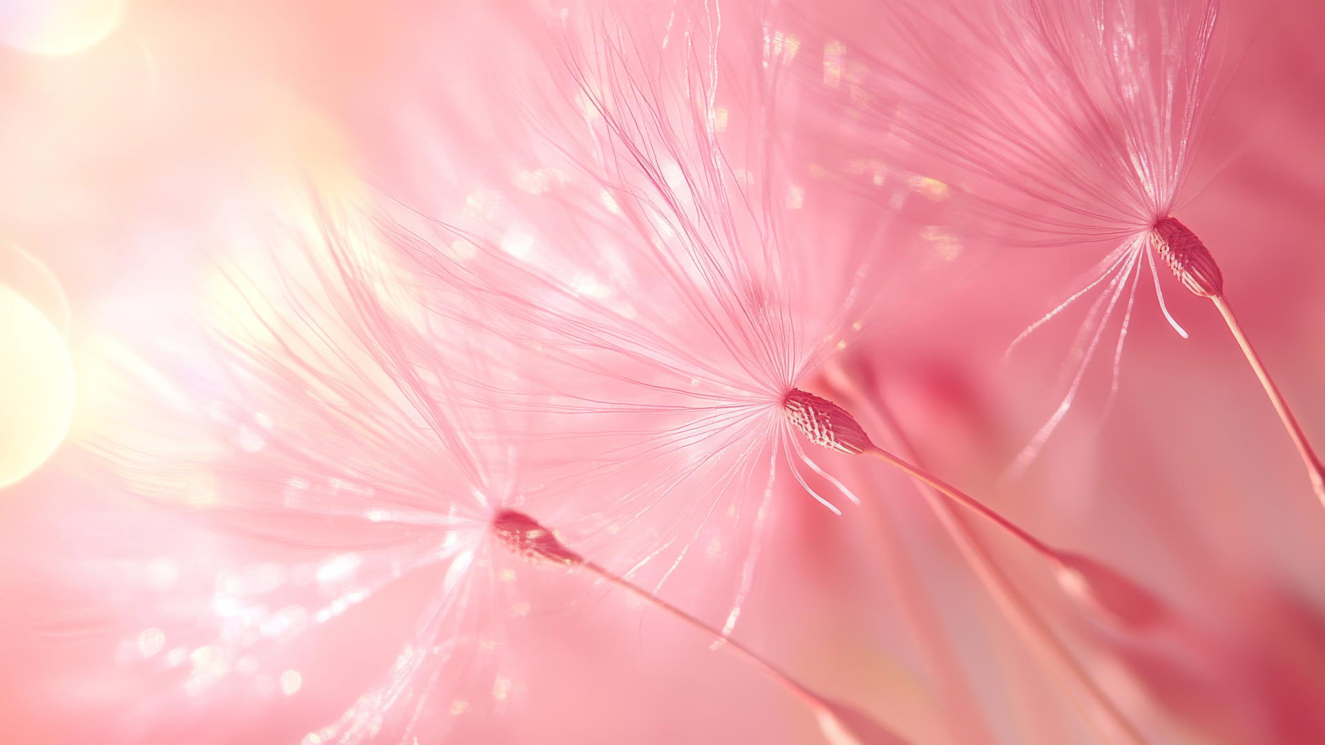 close-up of a pink dandelion in bloom, delicate seeds, pink wallpaper aesthetic