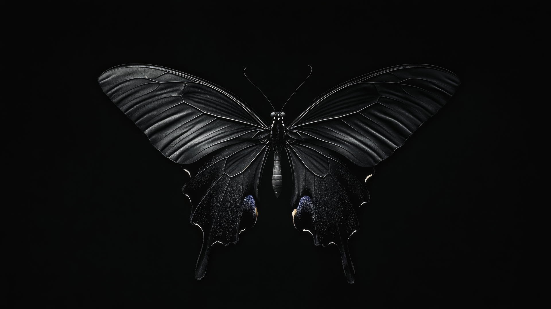 aesthetic black wallpaper featuring a minimalist black butterfly with delicate wings