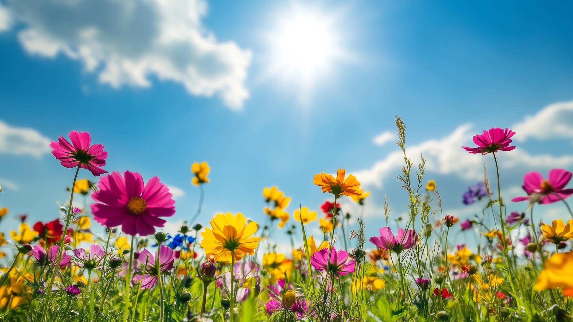 flower nature wallpaper with a wildflower meadow in spring under a sunny sky