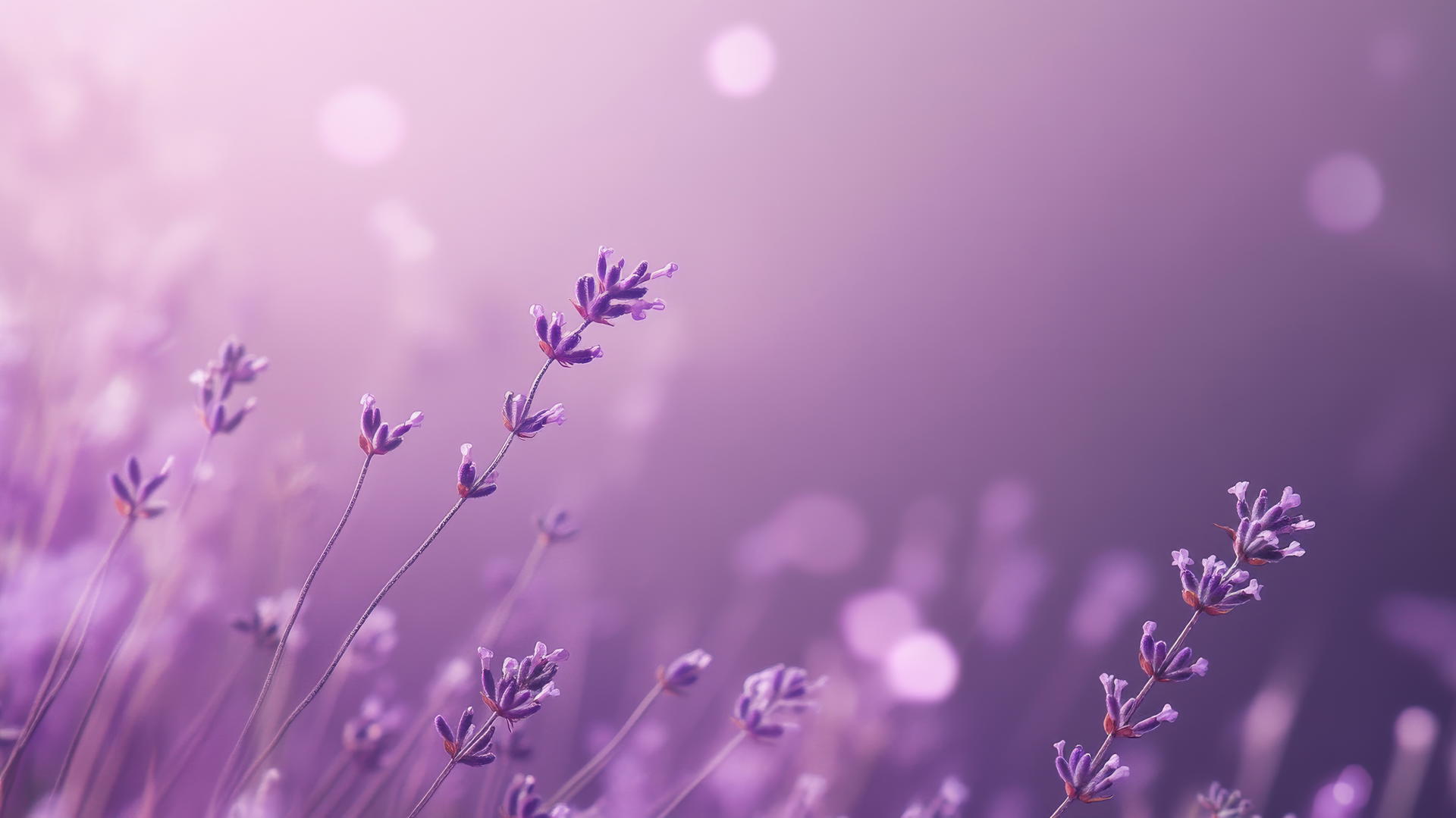 Purple background wallpaper with delicate lavender flowers in soft focus.