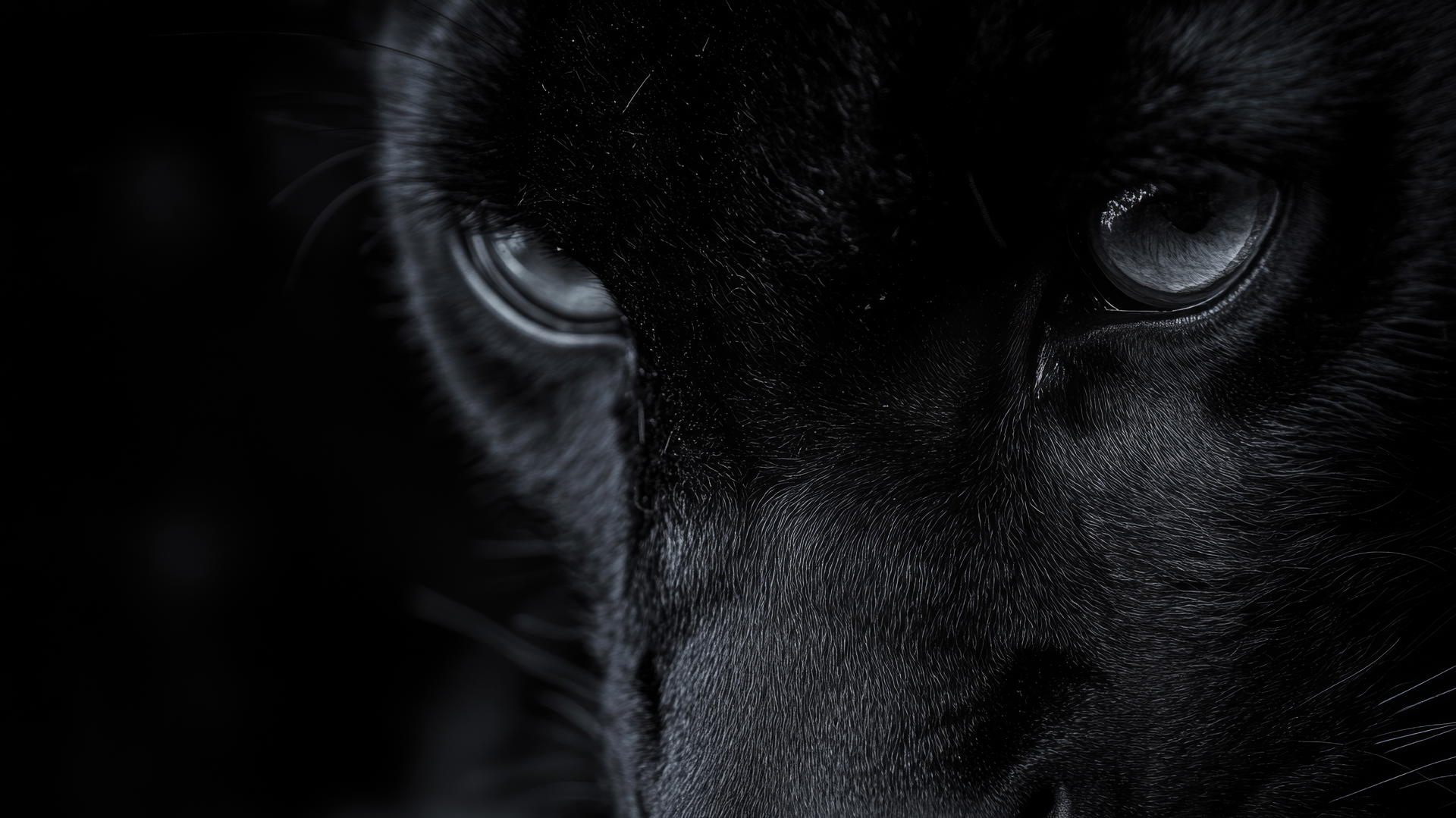 black aesthetic wallpaper with a close-up of a panther's glowing eyes in darkness