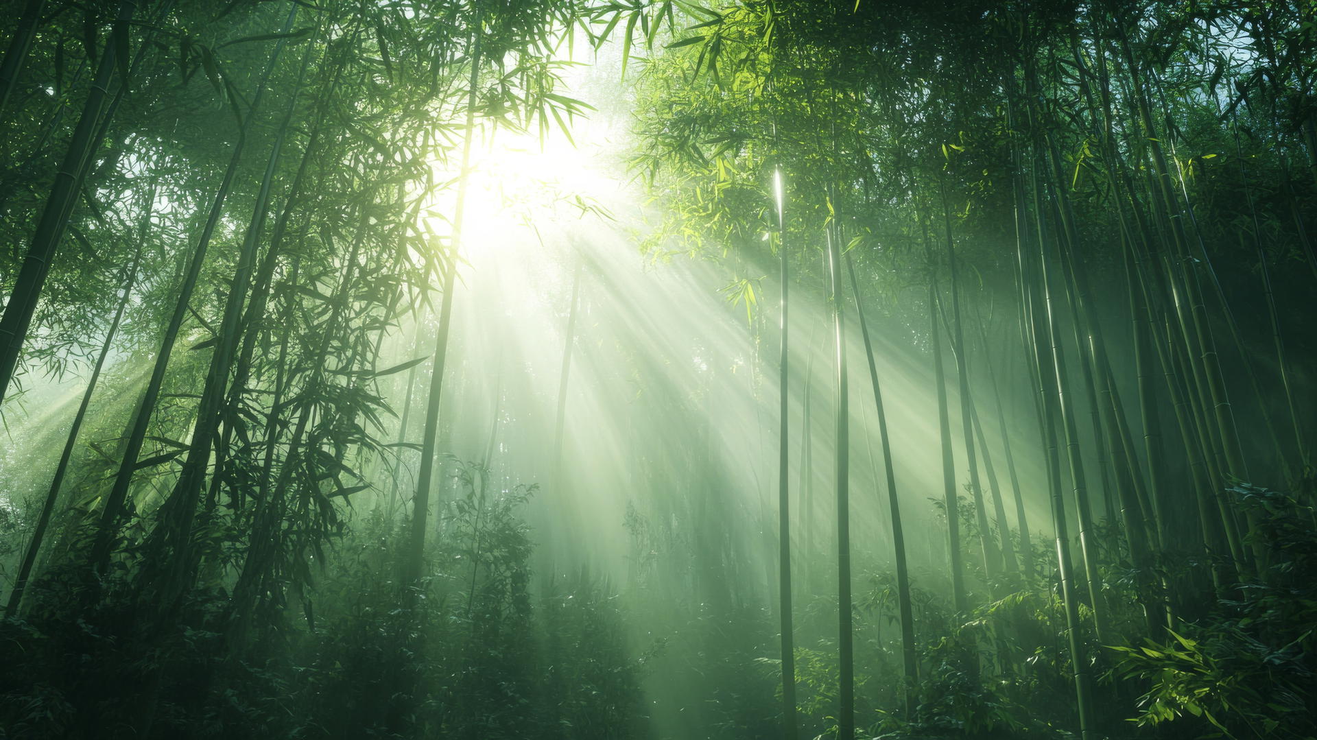 beautiful nature wallpaper 4k of misty morning in dense bamboo forest