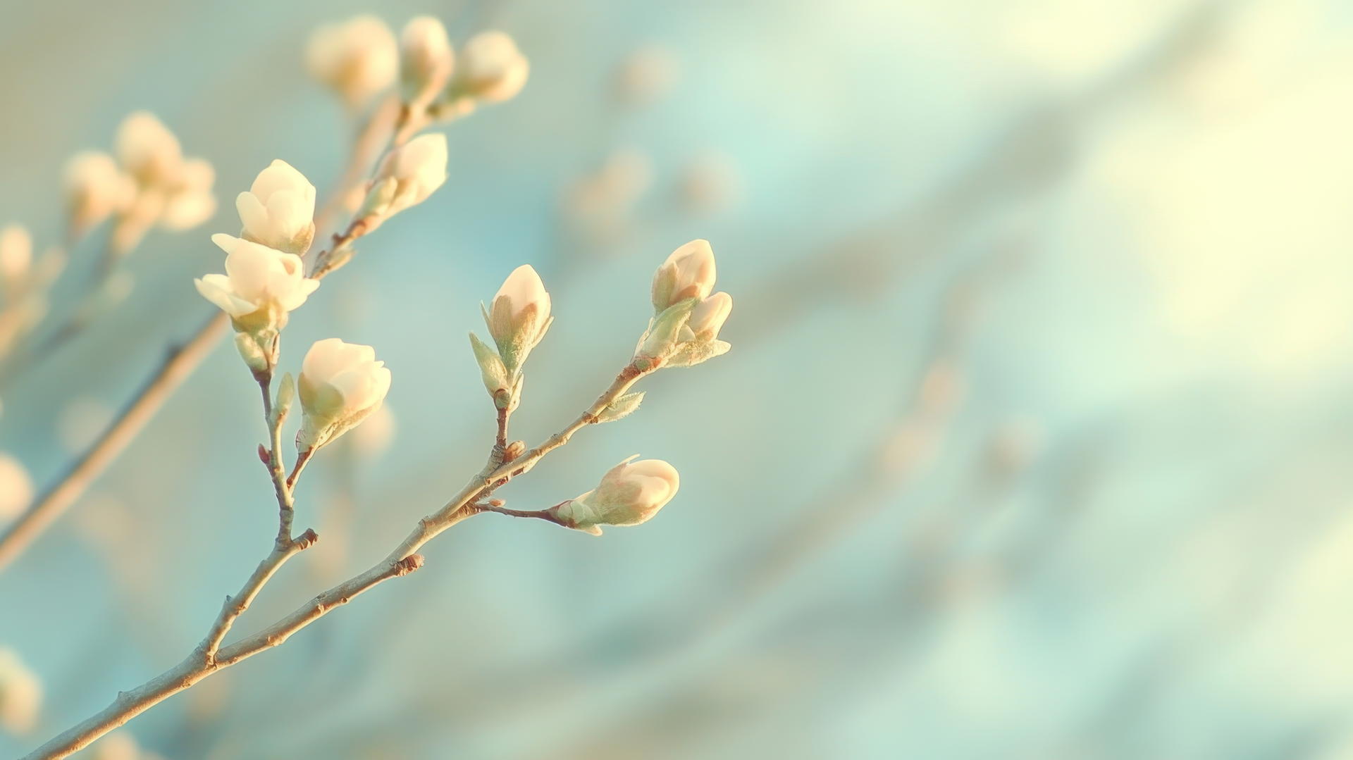 spring wallpaper of delicate flower buds on branches with soft lighting