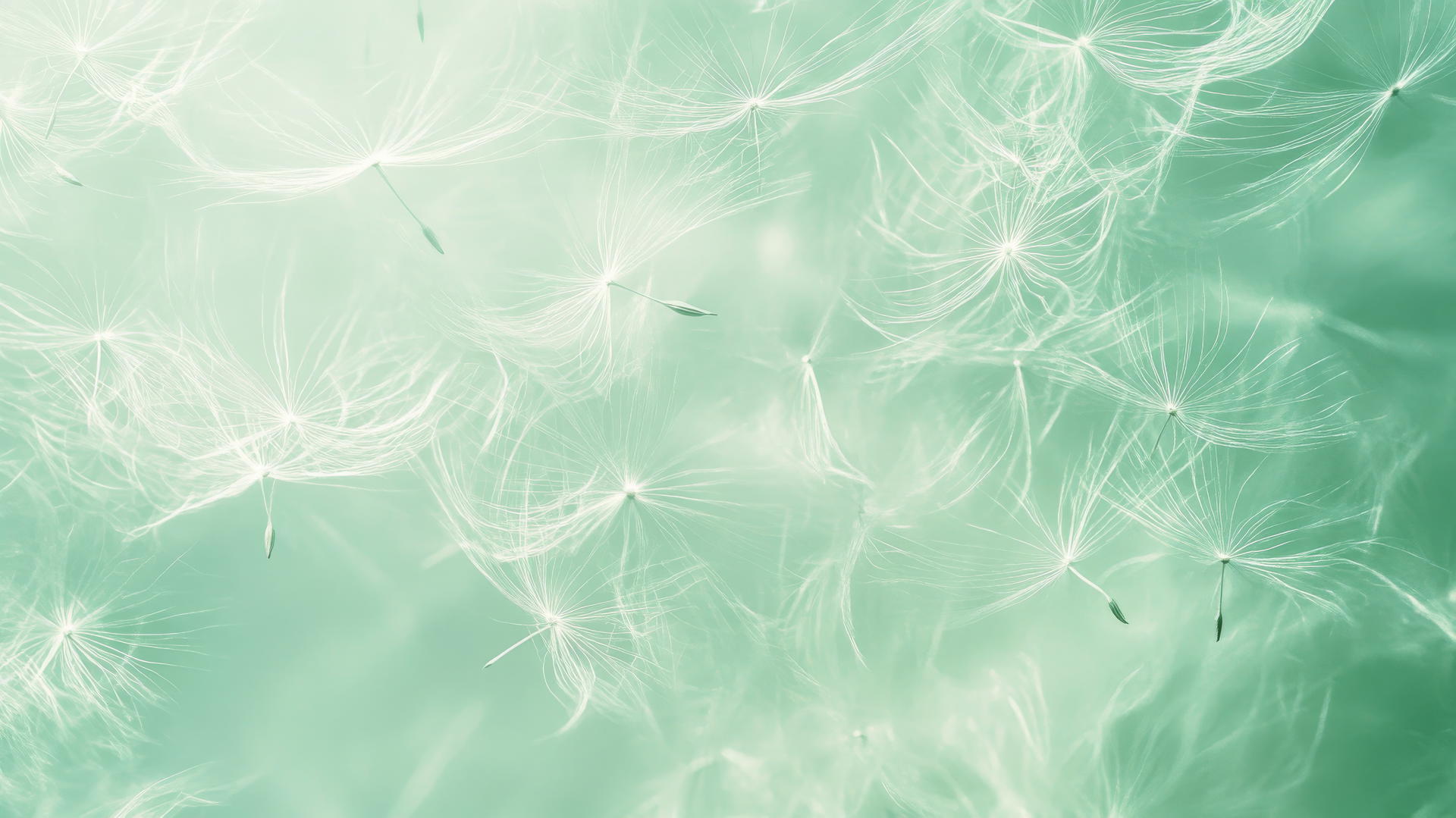 A dreamy light green wallpaper with floating dandelion seeds gently drifting.
