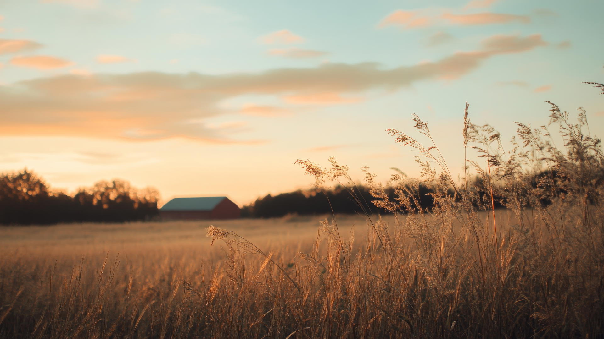 Thanksgiving aesthetic wallpaper of a serene field with wild grasses and red barn at golden hour