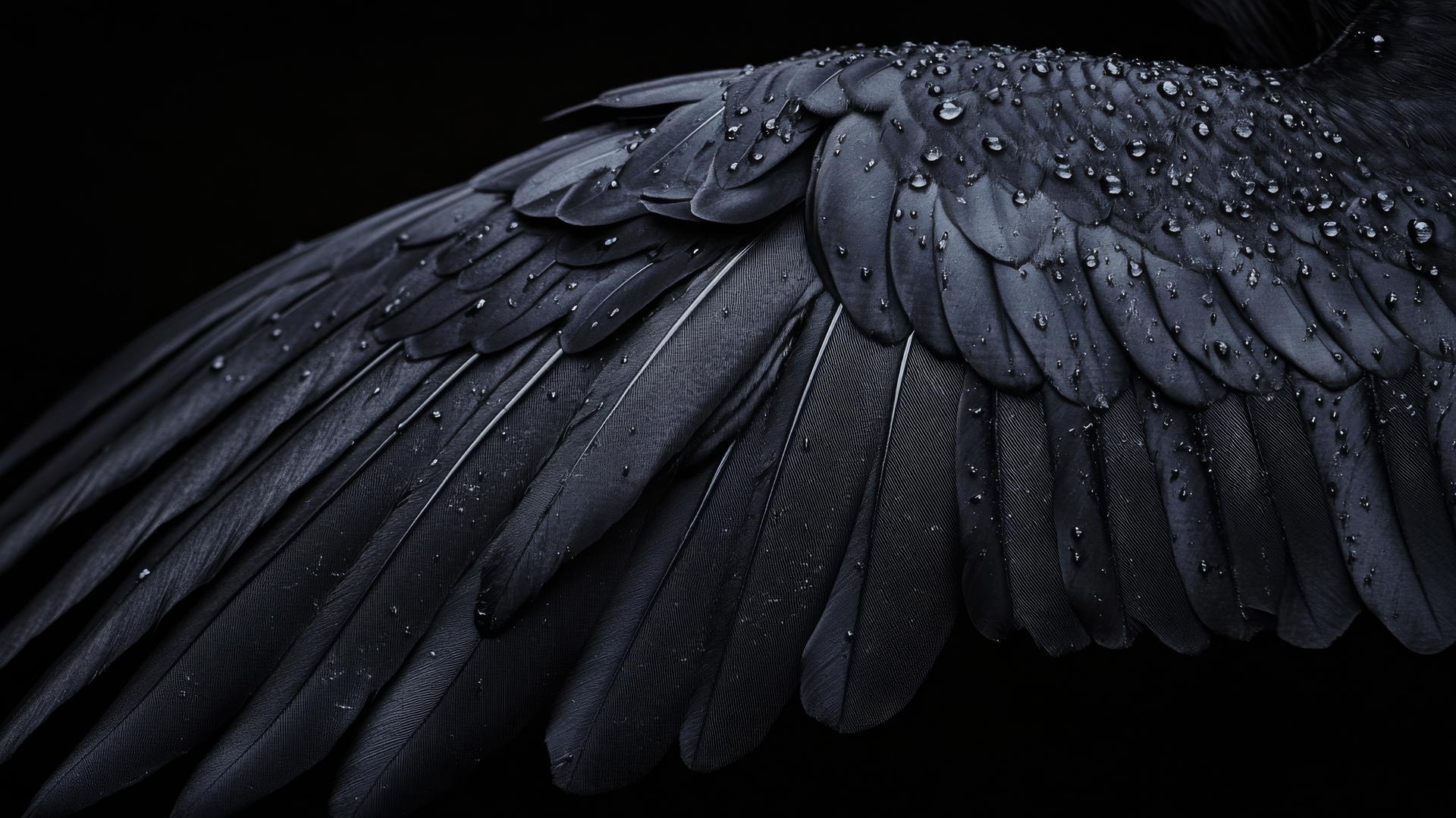 aesthetic wallpaper black raven's wing with intricate feather details on black background
