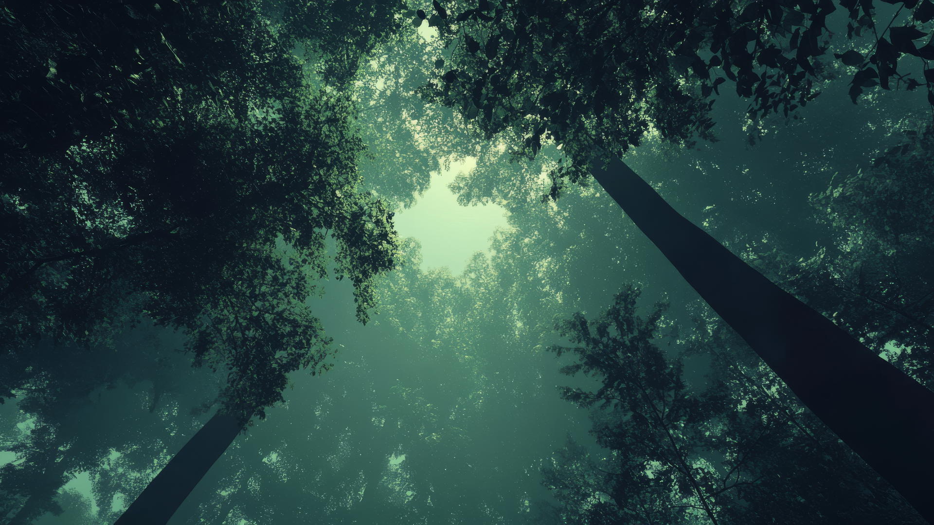 Dark green wallpaper with forest canopy and light filtering through leaves