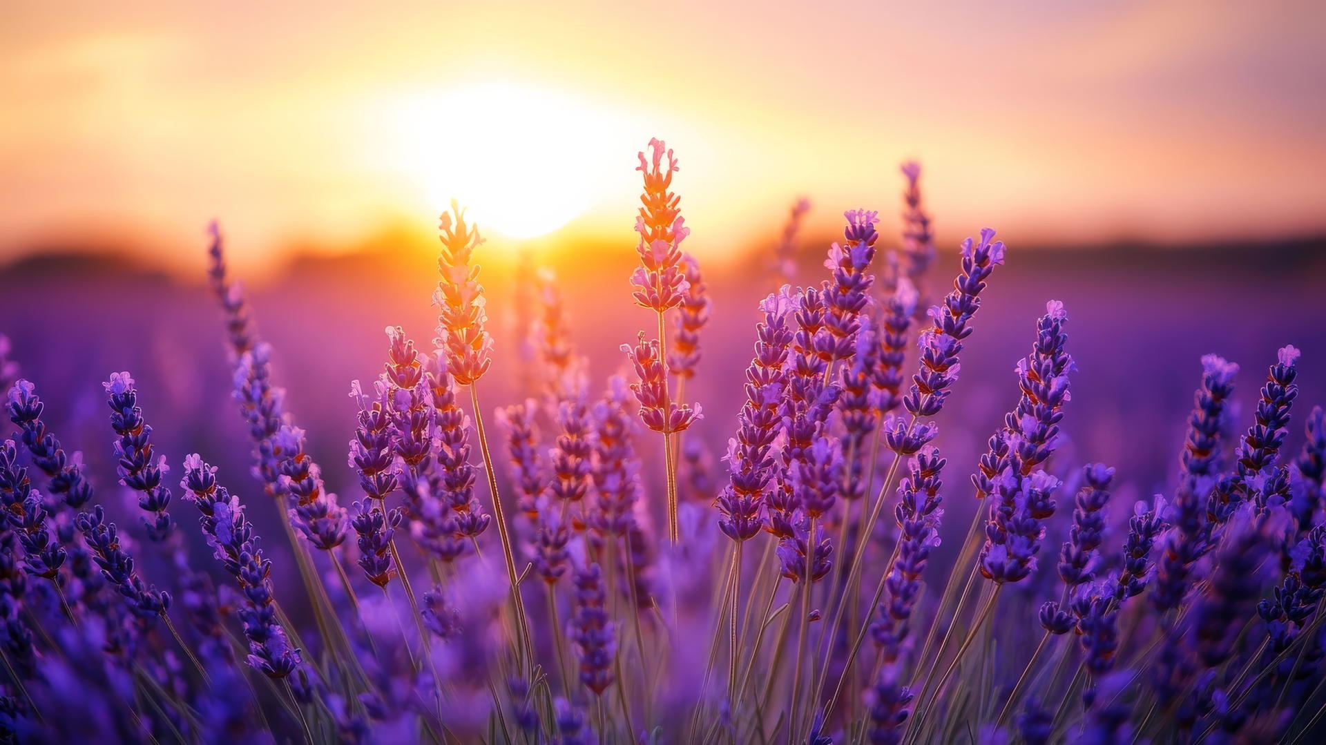 flower nature wallpaper of tranquil lavender field at sunset with purple hues and golden light