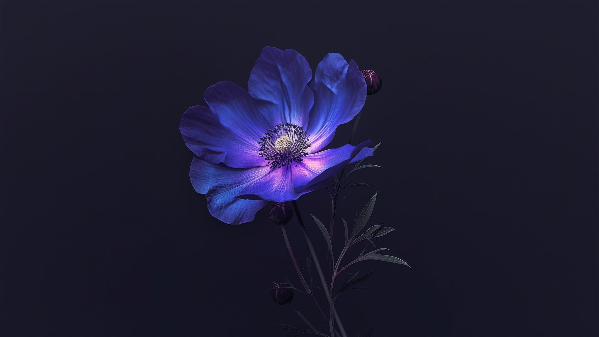 Dark violet flower emerging from a pure black background, edges kissed by moonlight