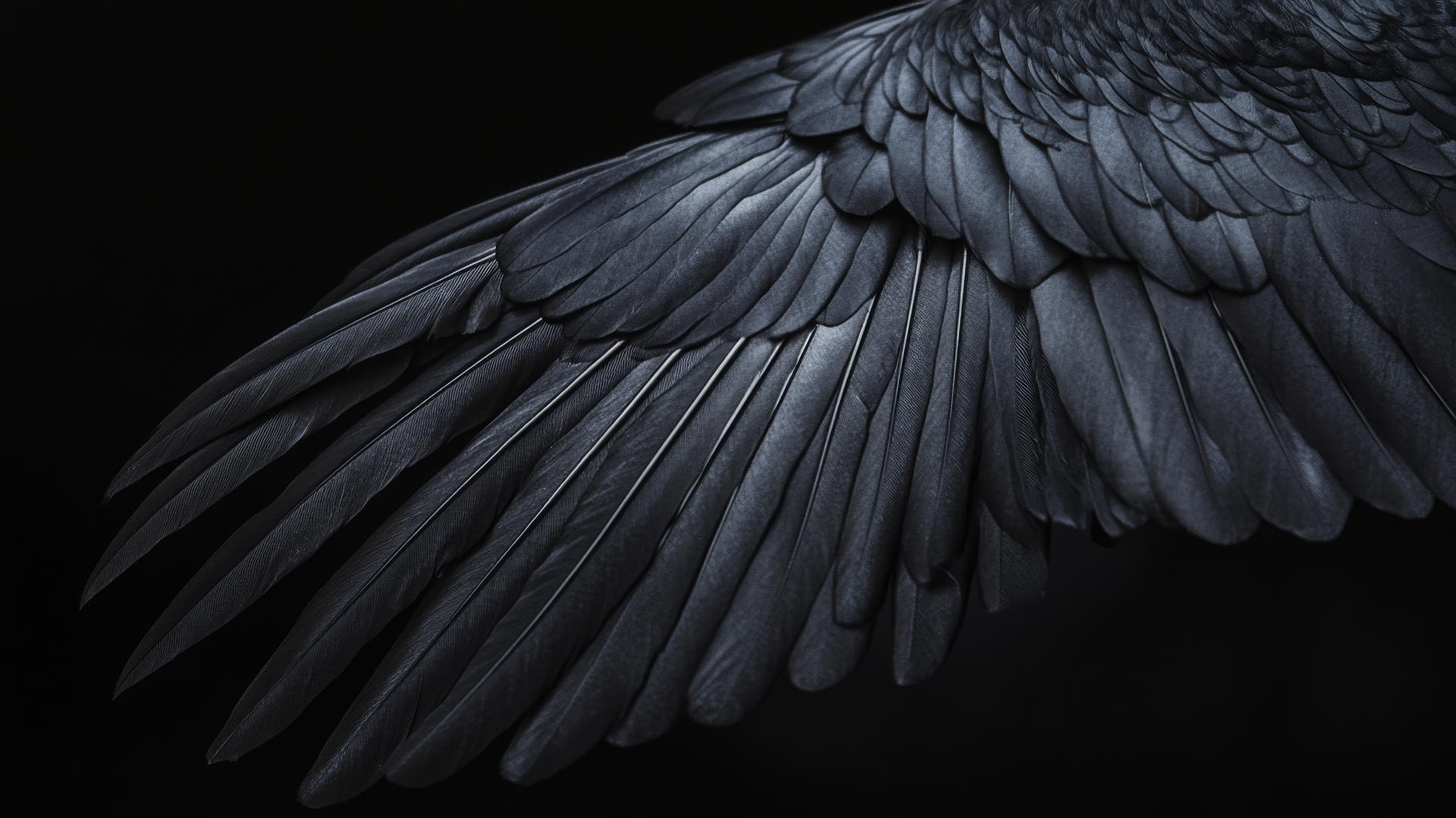 aesthetic wallpaper black raven's wing with intricate feather details