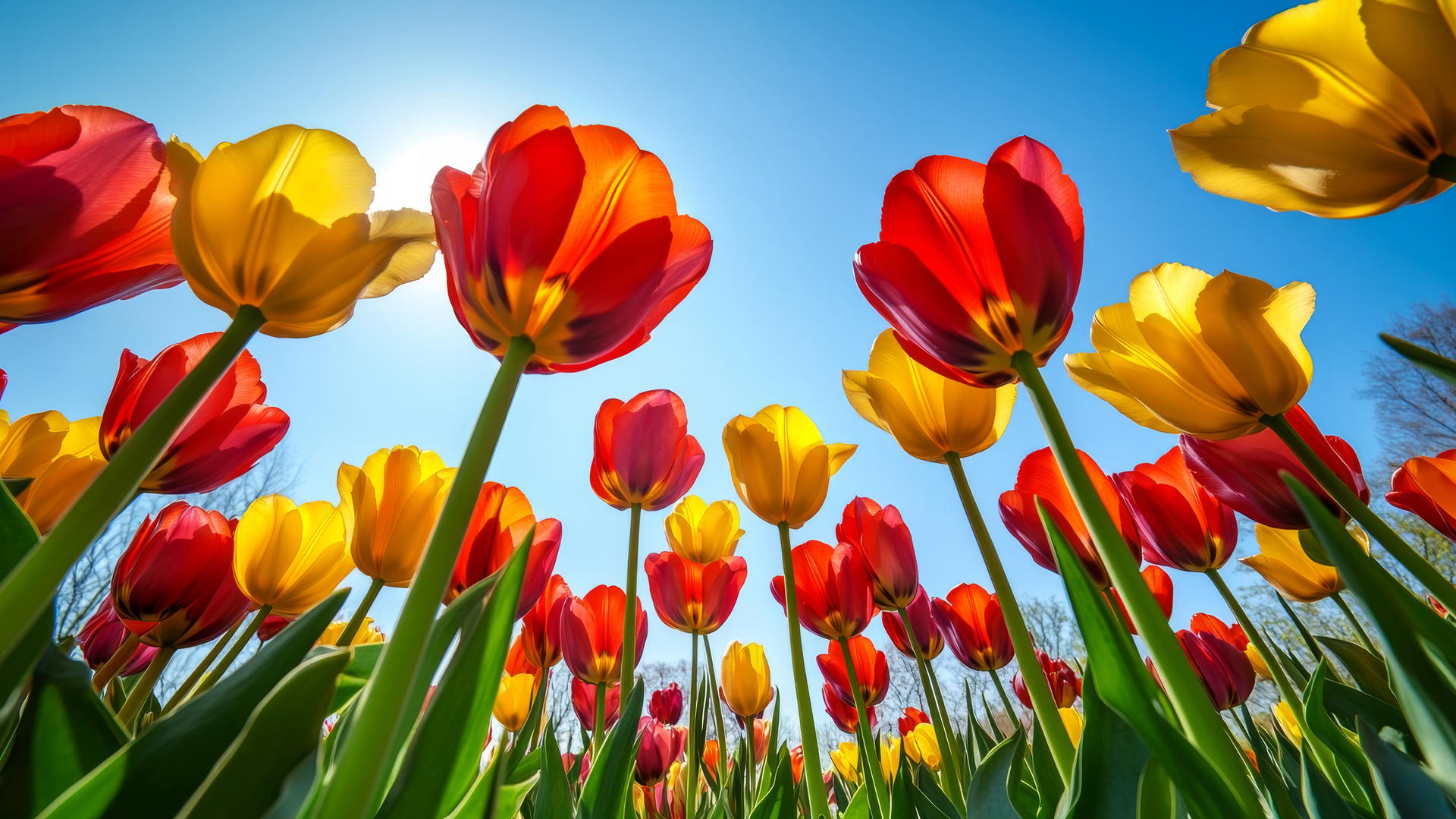flower nature wallpaper of colorful tulip garden in spring