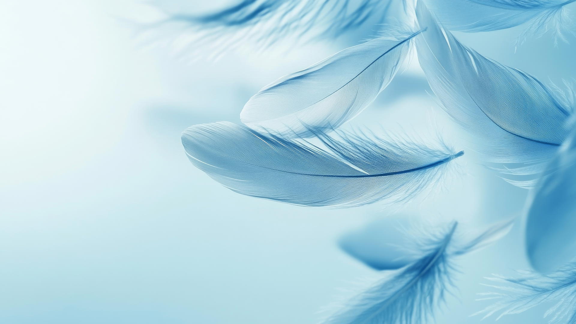 baby blue wallpaper with soft feathers drifting on a light blue background