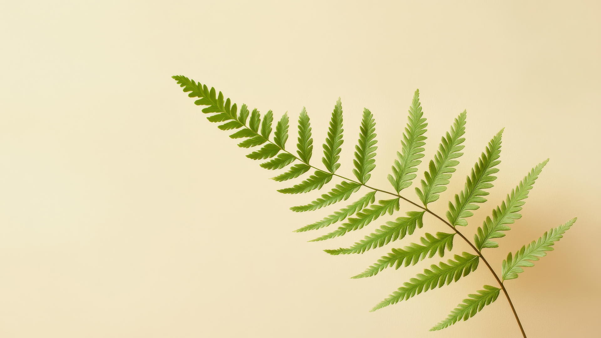 nature aesthetic wallpaper with a fern leaf on a soft background