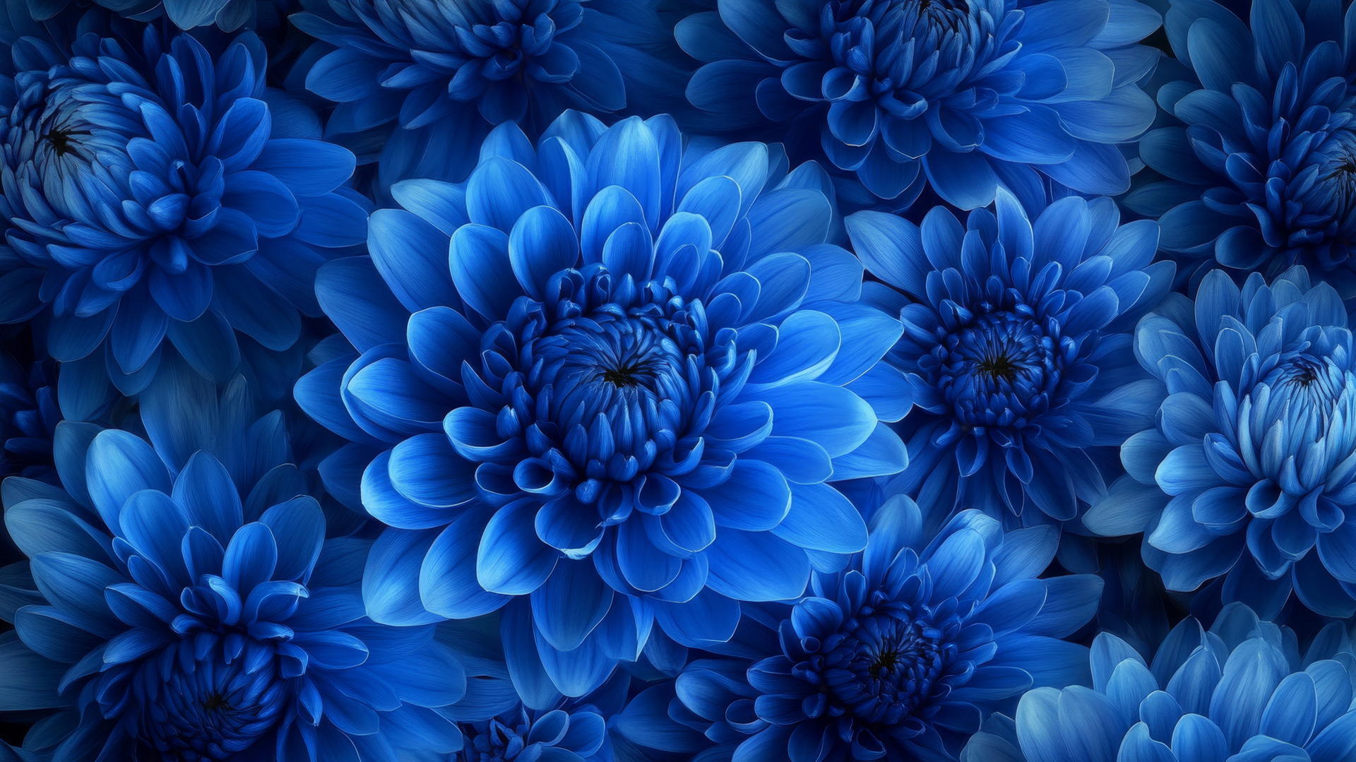 A burst of blue chrysanthemums in full bloom with intricate petal layers.