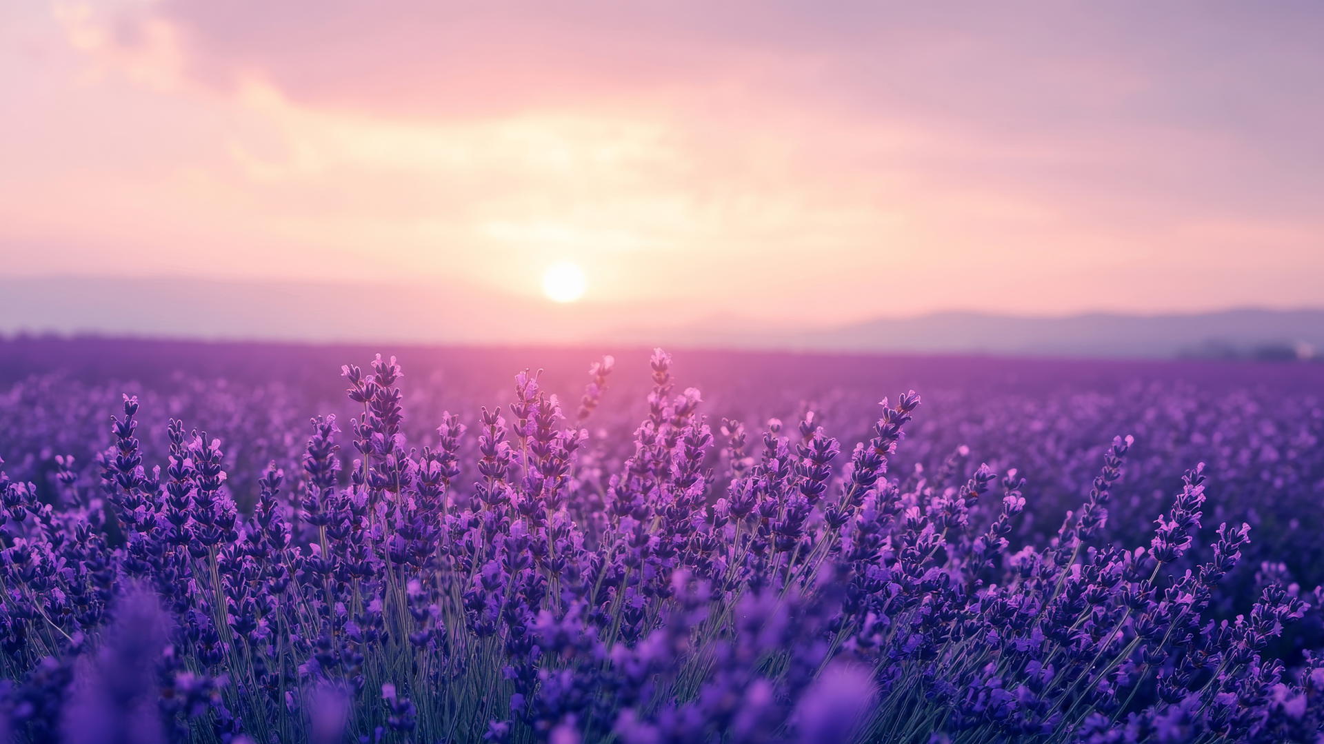Purple flower wallpaper with a field of wild lavender flowers and hazy purple sunset