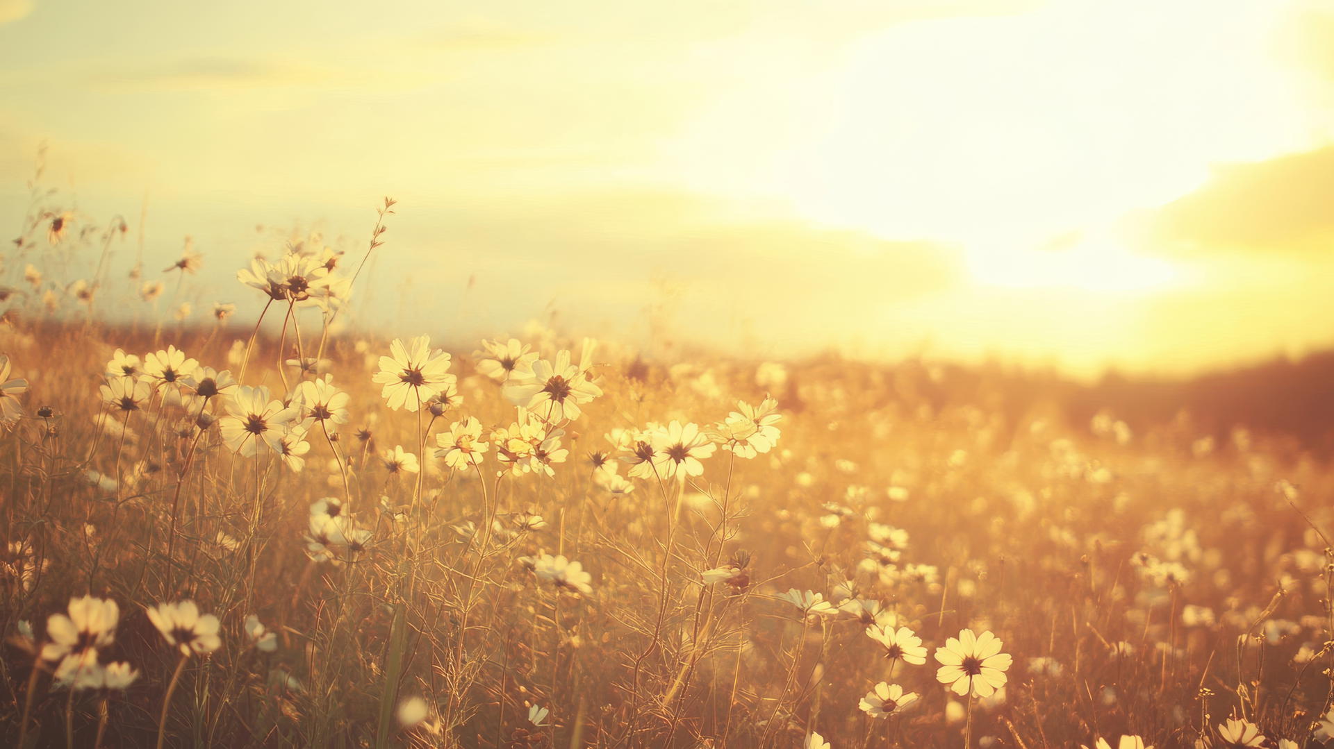 Nature aesthetic wallpaper with wildflowers under a golden hour sky