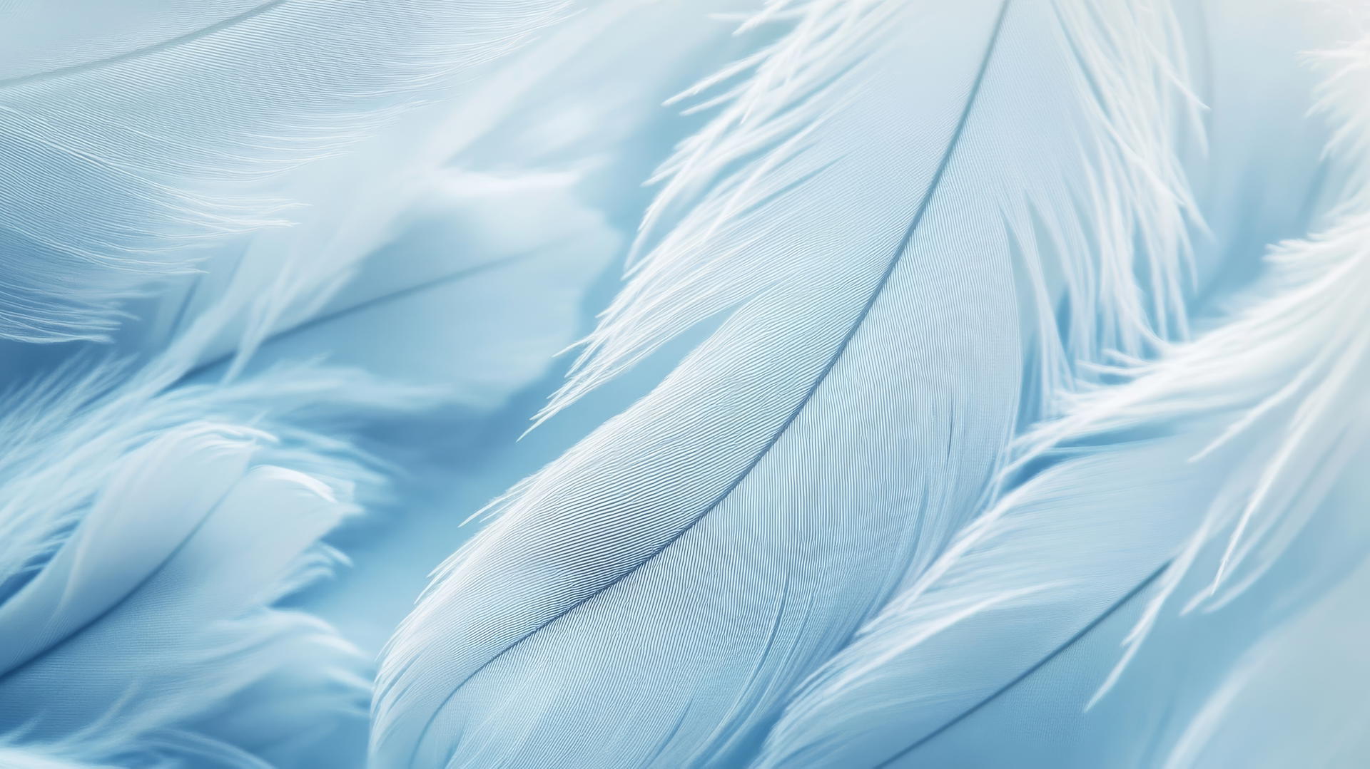 light blue wallpaper with delicate feather textures