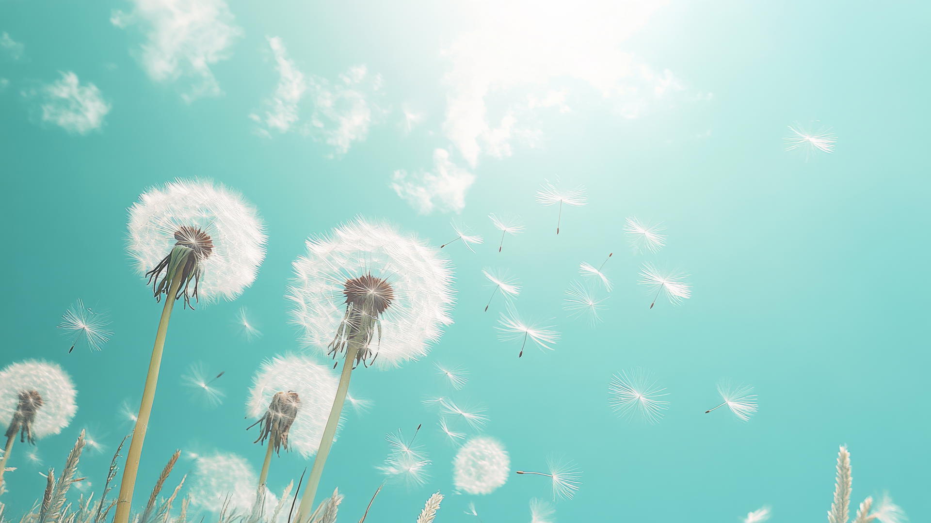 light blue wallpaper with dandelion seeds blowing in the wind