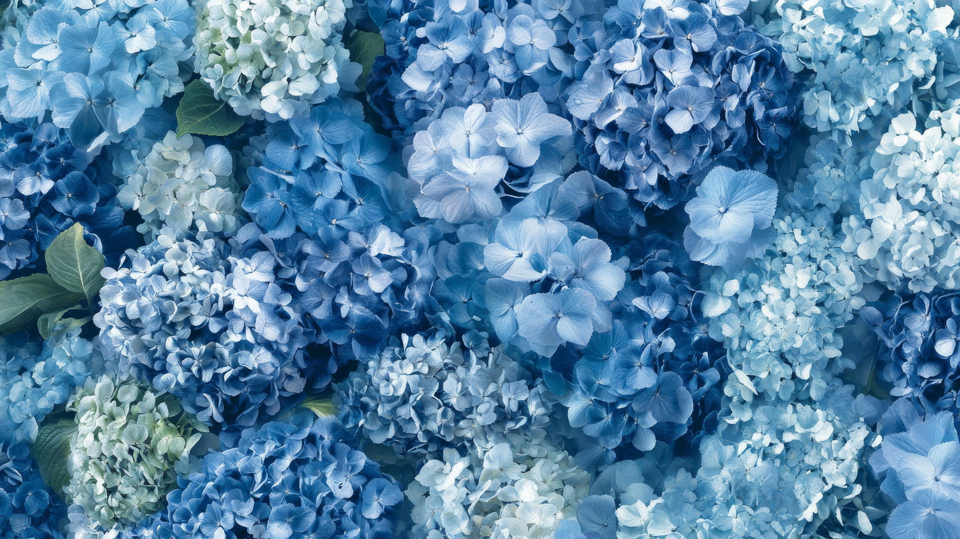 blue floral wallpaper with lush blue hydrangeas