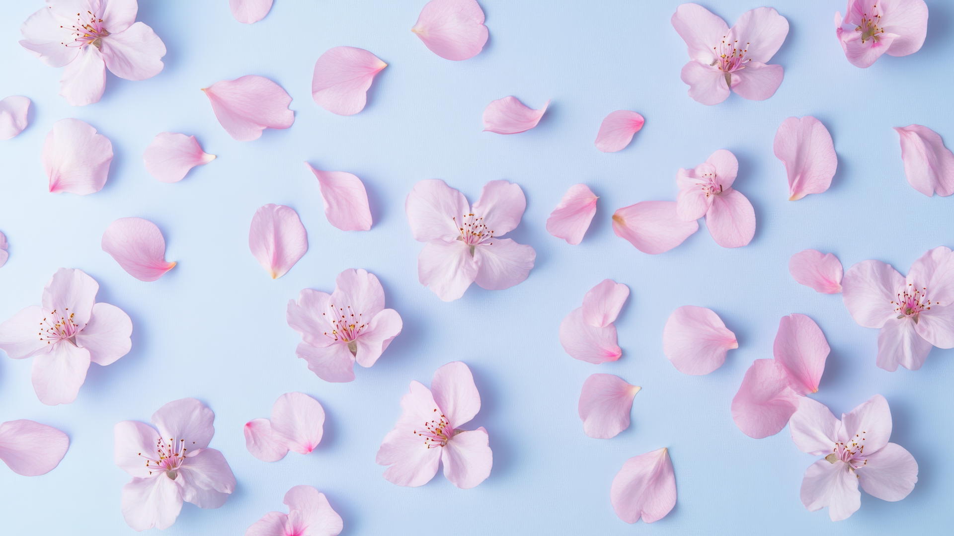 spring background wallpaper with delicate petals on a pastel background
