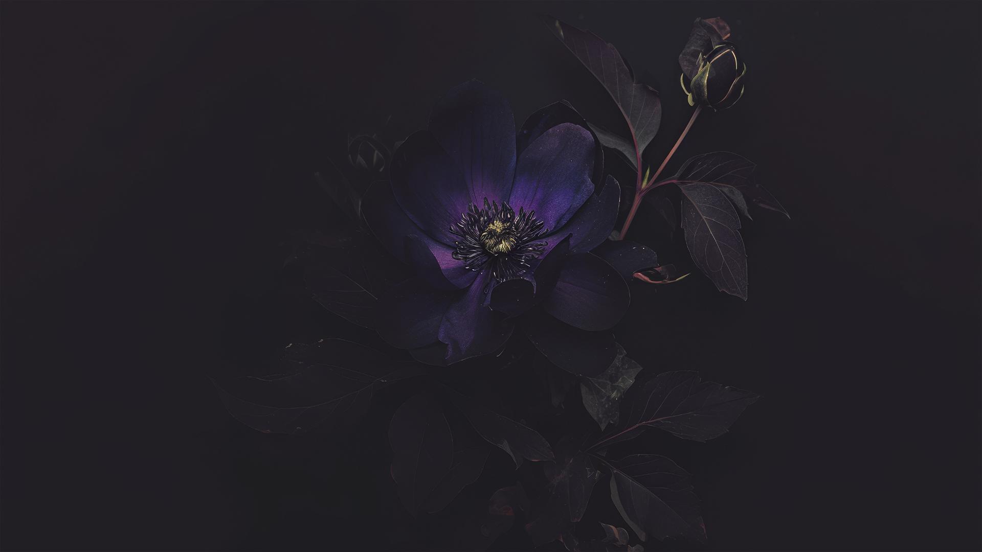 Dark violet flower on black with moonlight caress