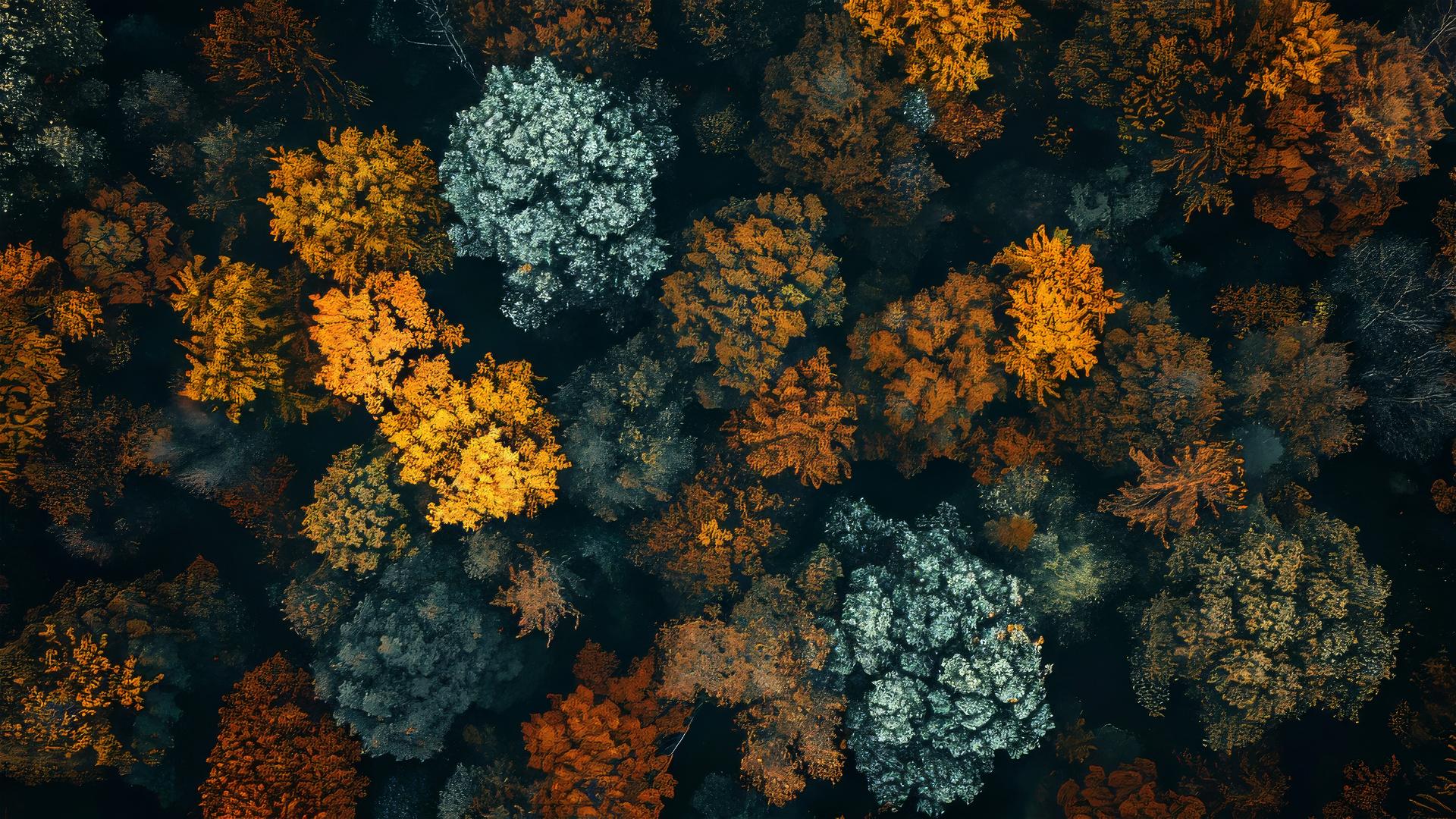 Autumn aesthetic in vibrant 4K resolution with fallen leaves
