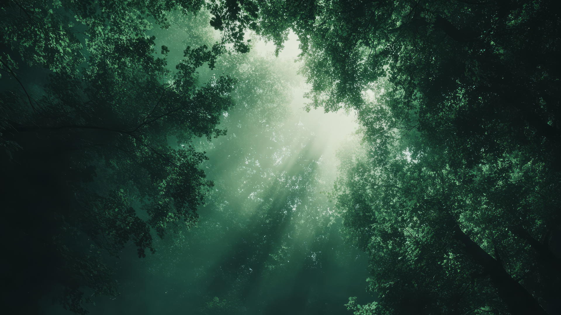dark green wallpaper of a forest canopy with light filtering through leaves