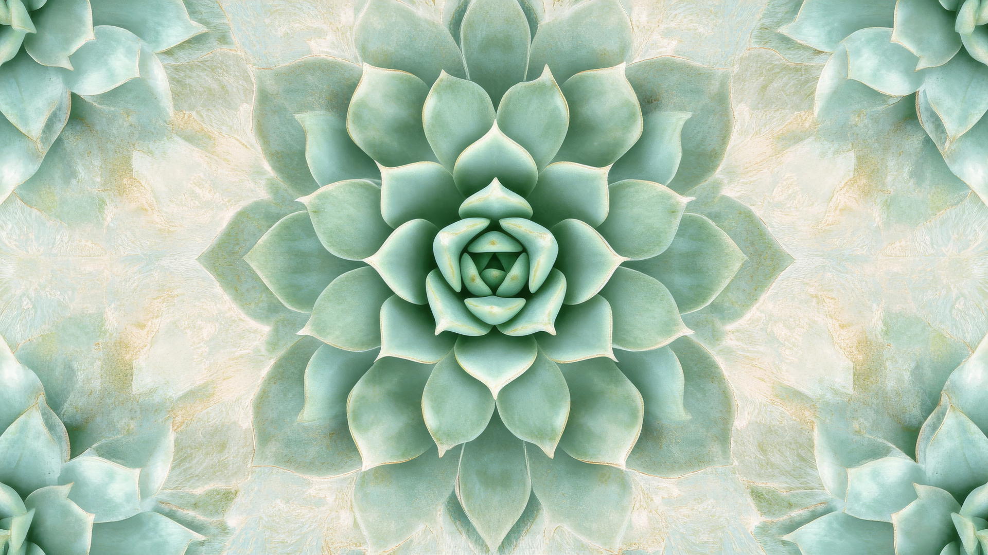 sage green wallpaper with symmetrical succulent plants in a mandala pattern