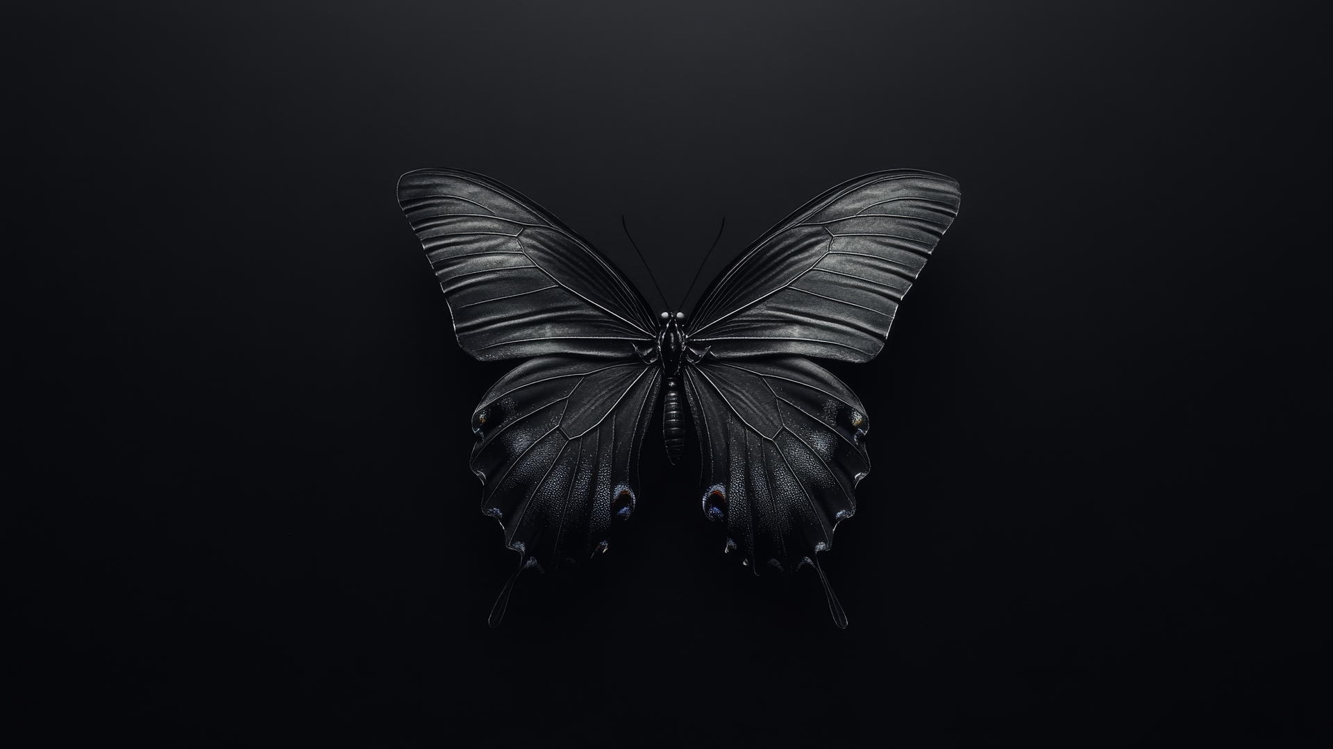 aesthetic black wallpaper with a minimalist black butterfly