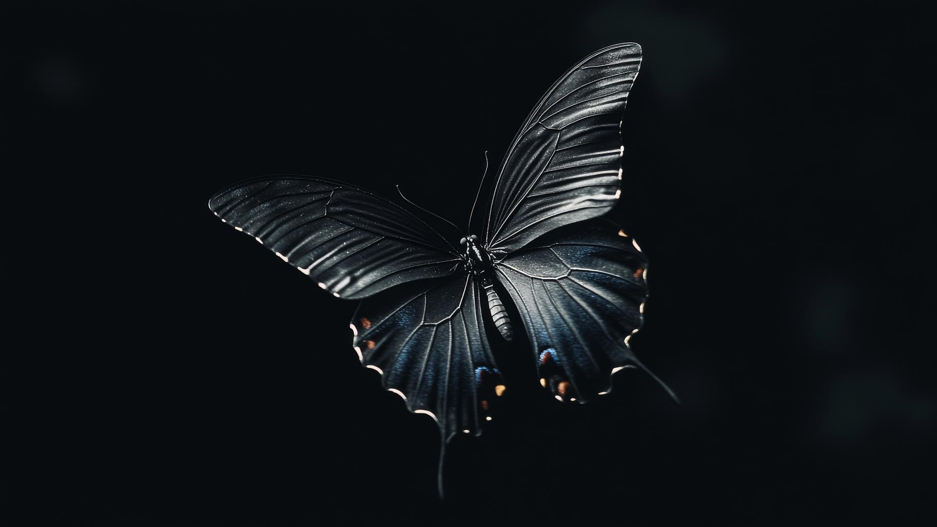 aesthetic black wallpaper with a minimalist black butterfly on a black background