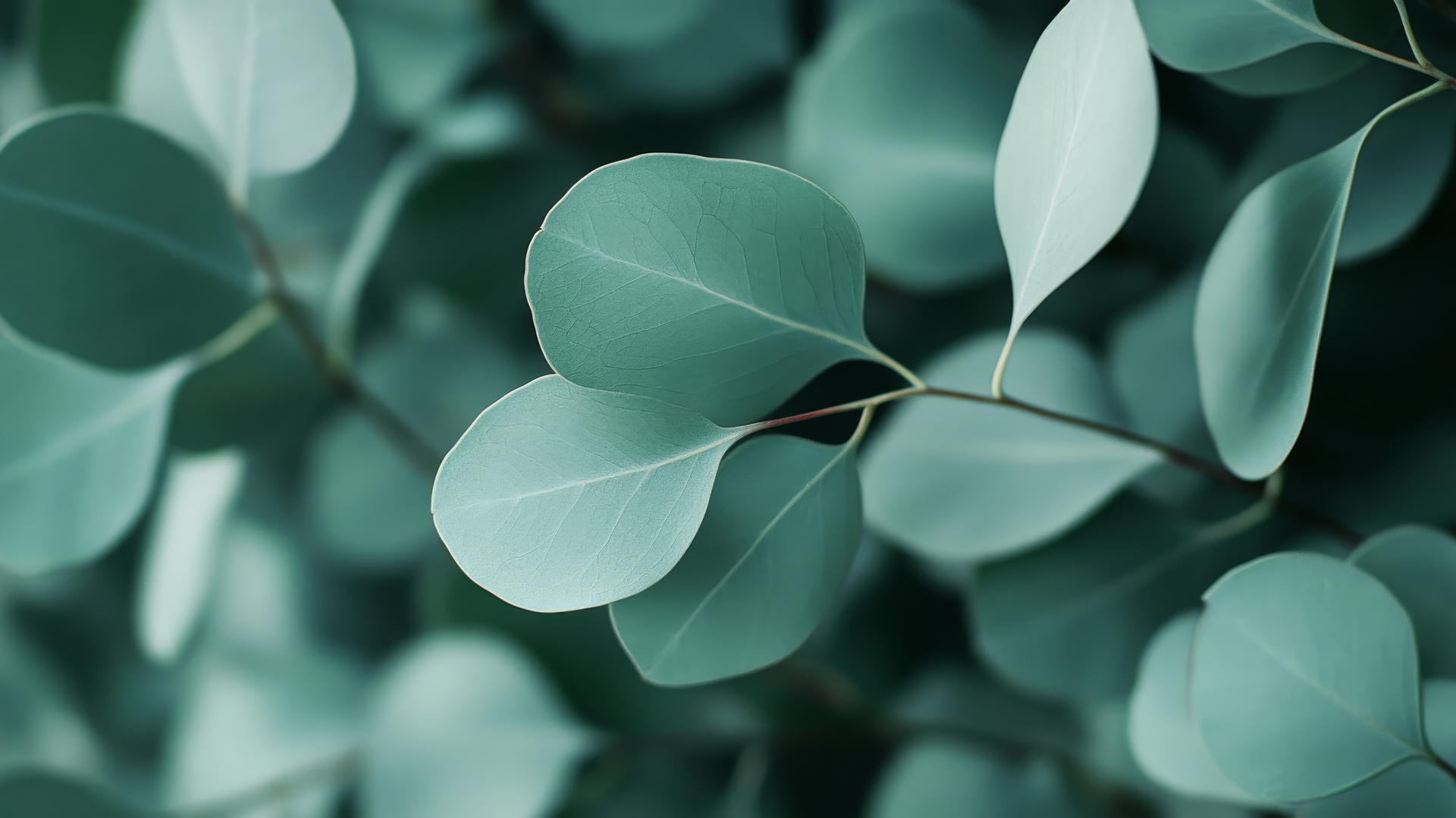 Sage green aesthetic wallpaper with soft-focus eucalyptus branches and overlapping round leaves.