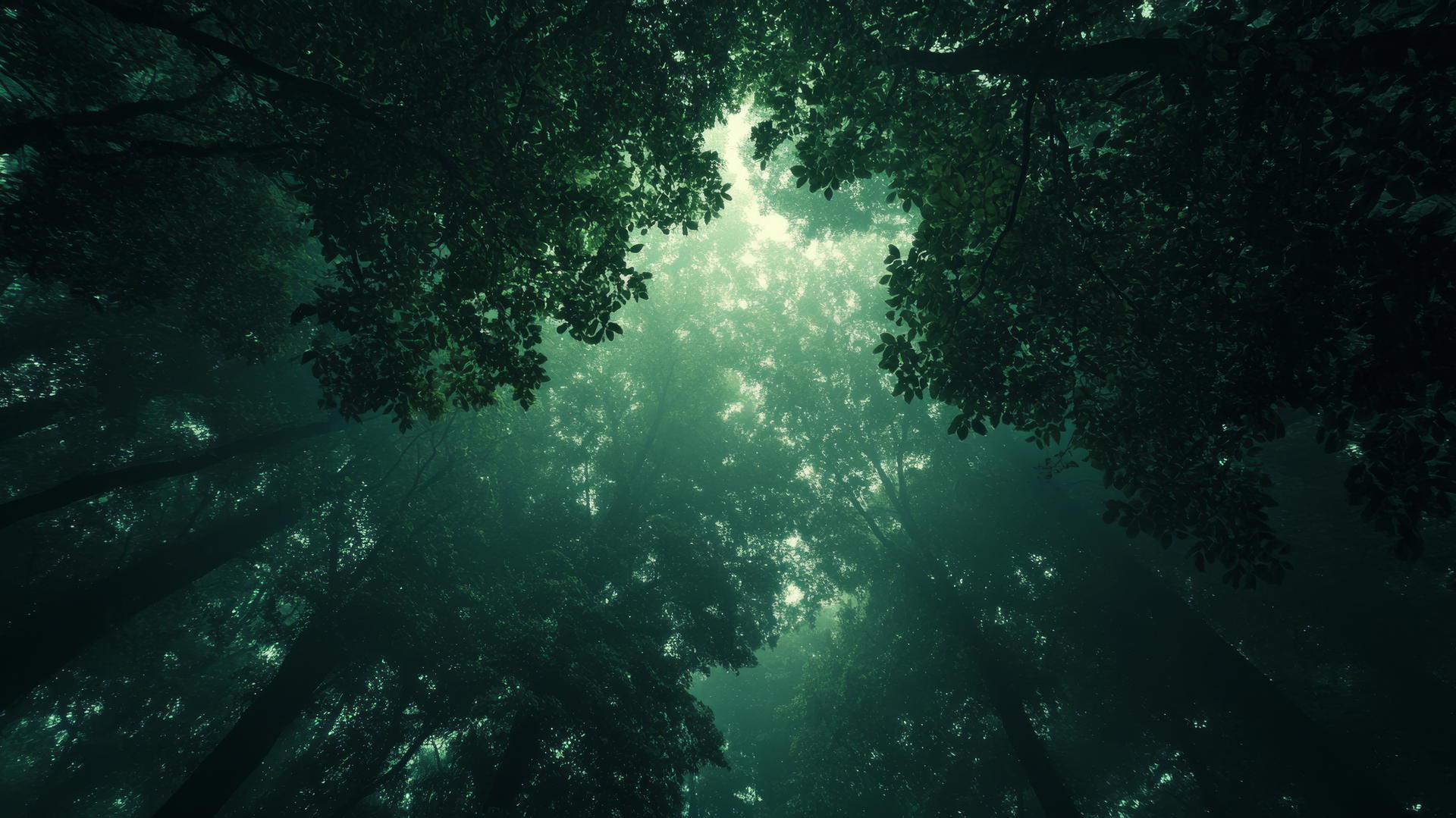dark green wallpaper of a forest canopy with light filtering through leaves
