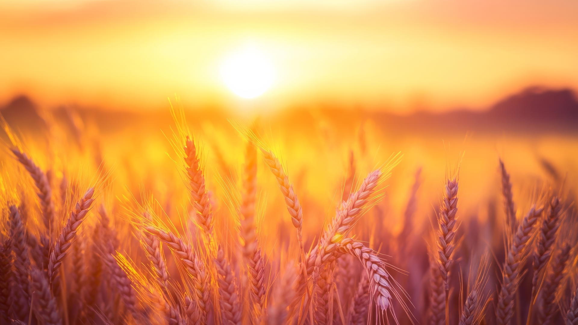 Nature aesthetic wallpaper of a golden wheat field at sunset