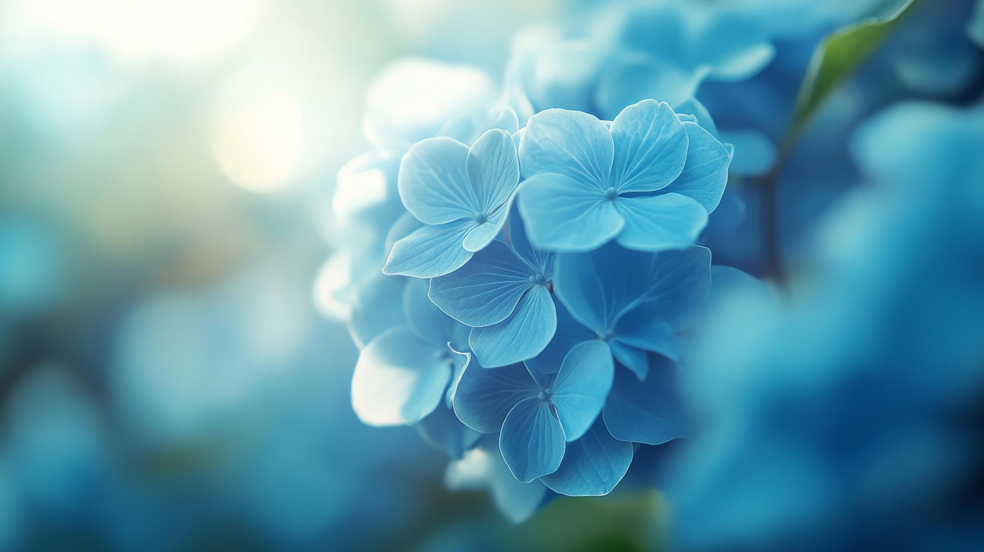 blue flower wallpaper with glowing blue hydrangea flowers