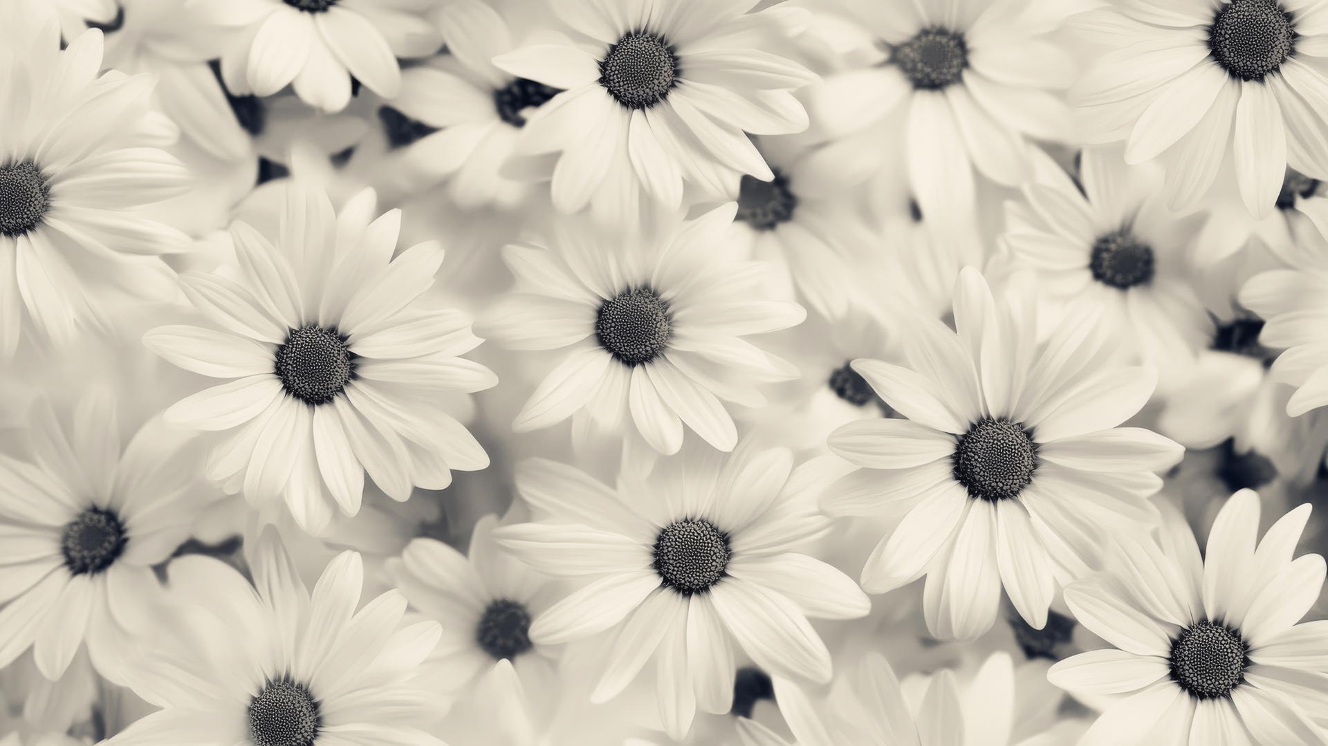 black and white floral wallpaper with whimsical daisies on a soft background