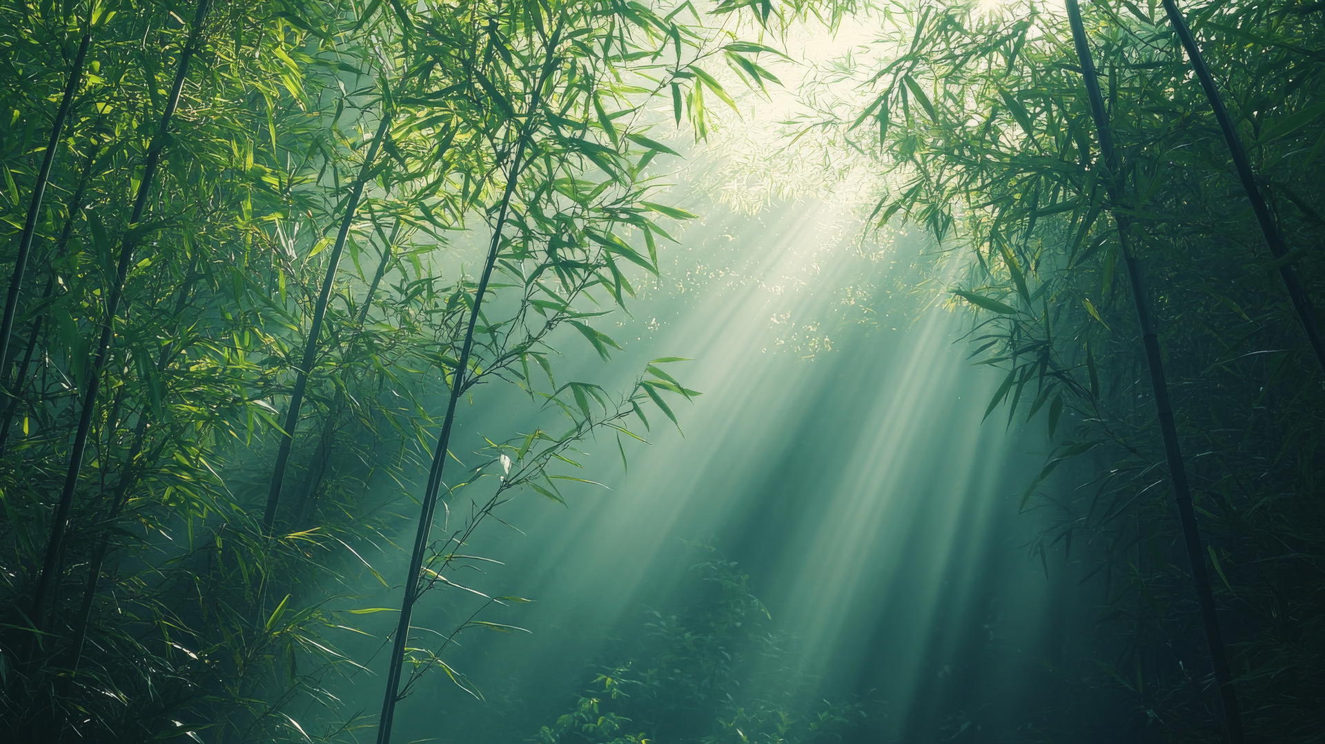 Beautiful nature wallpaper 4K of a misty morning in a bamboo forest with sunlight.