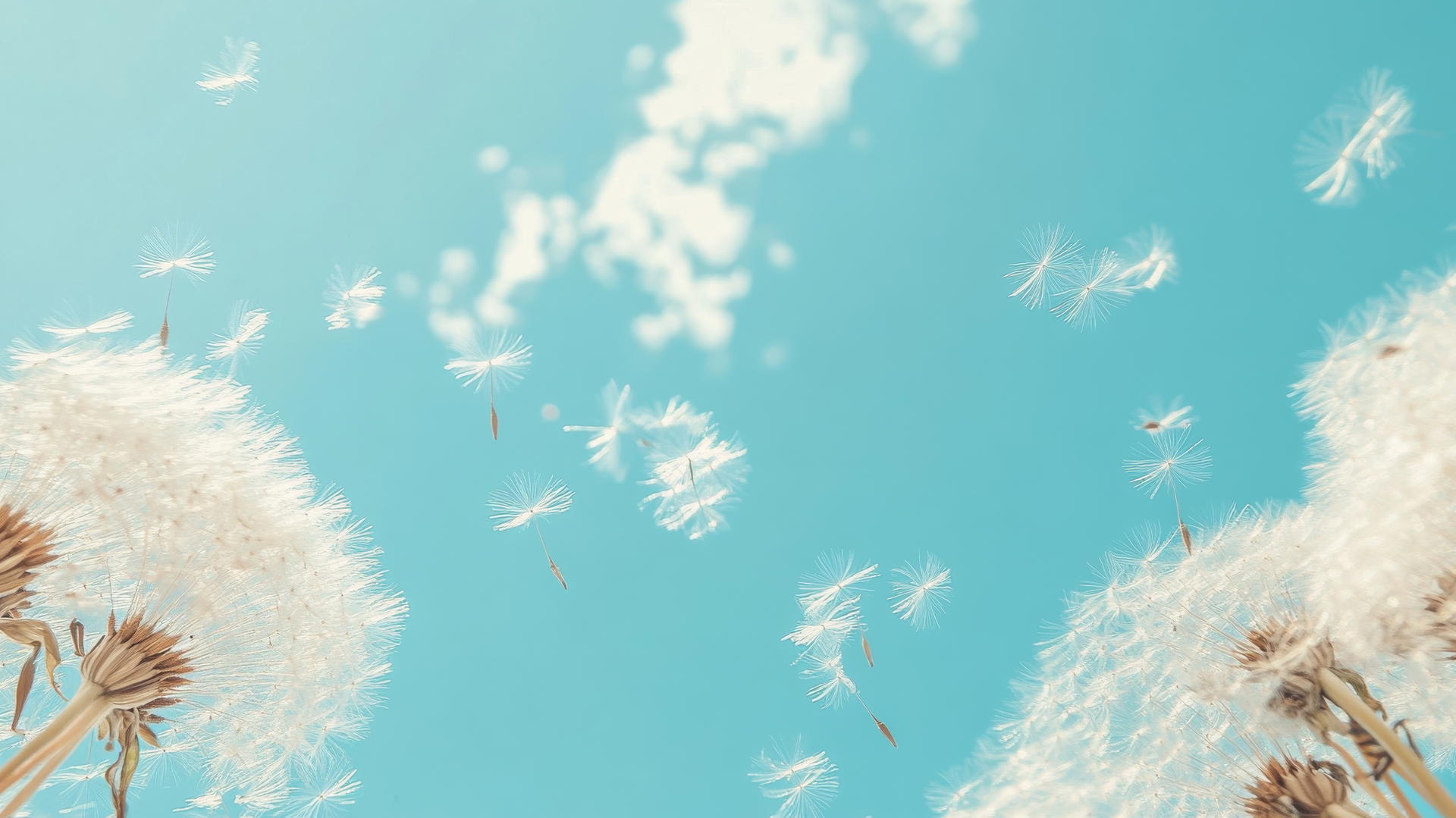 Light blue wallpaper with dandelion seeds blowing in the wind